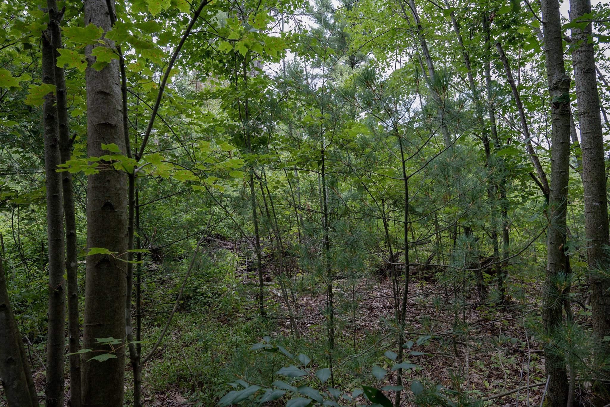 120.00AC Juneau Woods Road