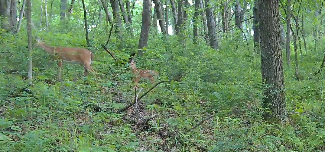 N2396 Bobcat Lake Road