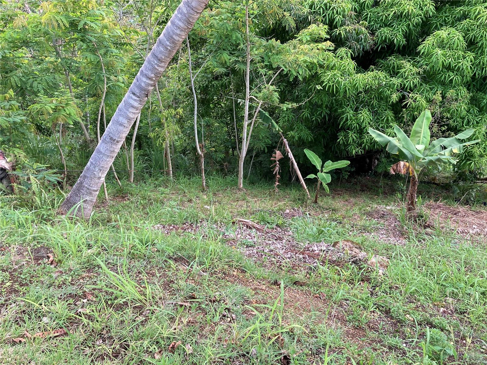 Tropical lot with a grassy clearing, dense trees, banana plants, and a leaning palm tree.