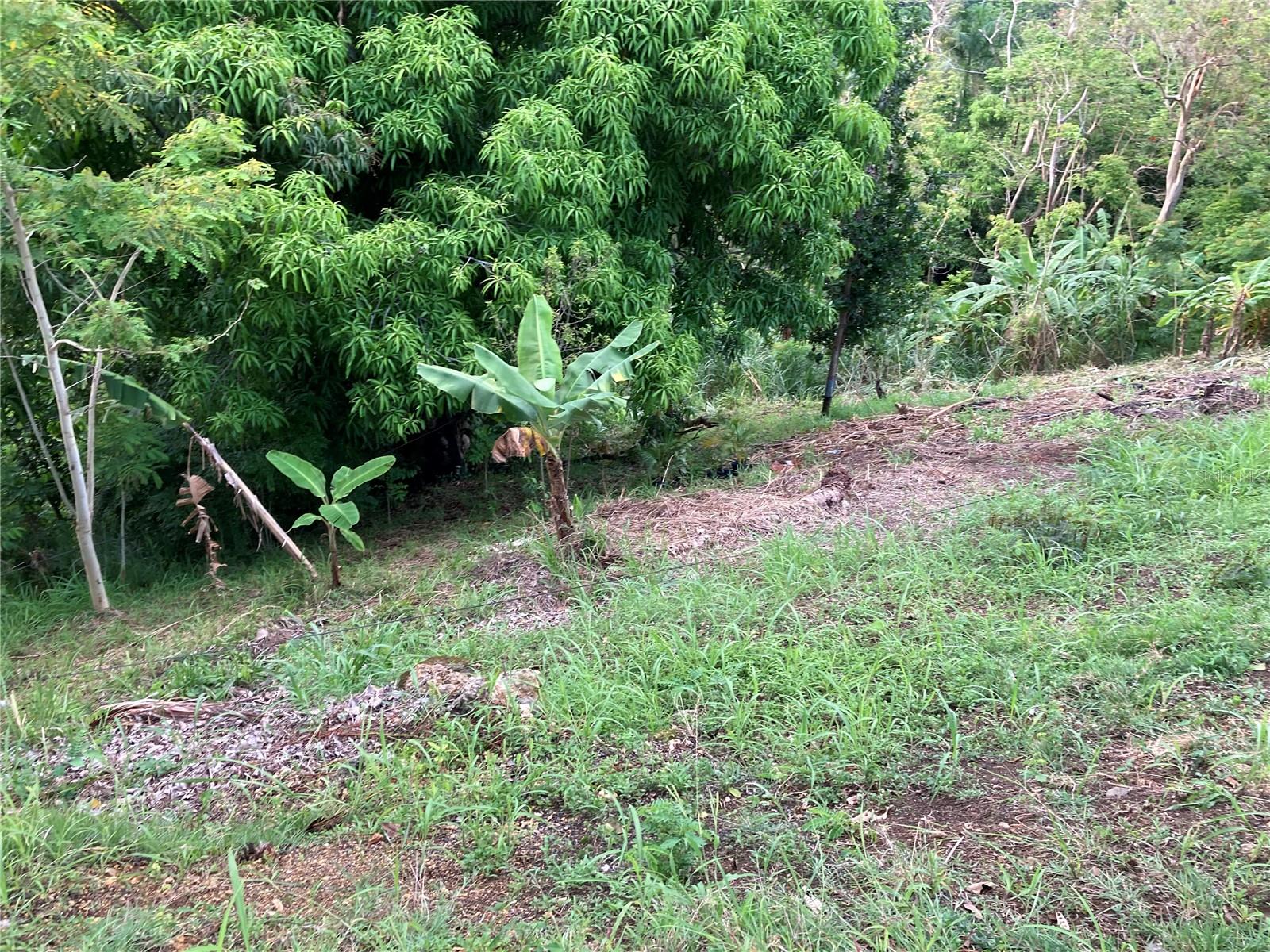 Sloping grassy lot bordered by dense tropical trees, with a partly cleared hillside and young banana plants.