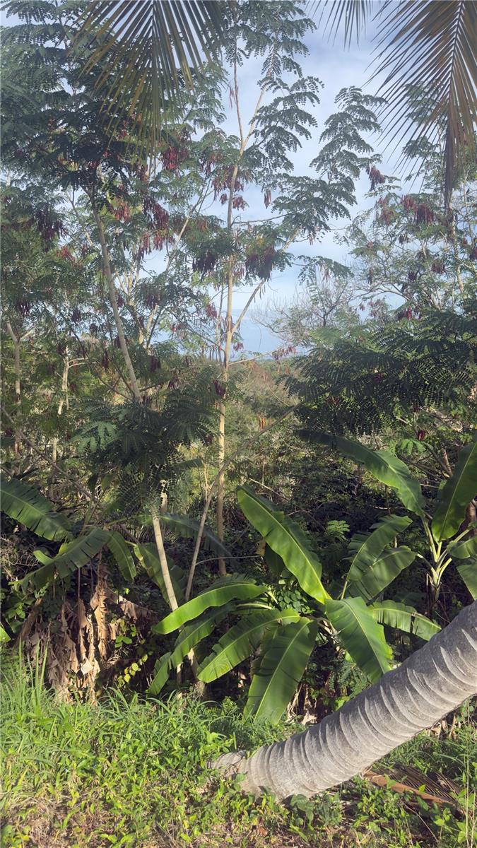 Tropical lot densely covered with palms, banana plants, and other vegetation.