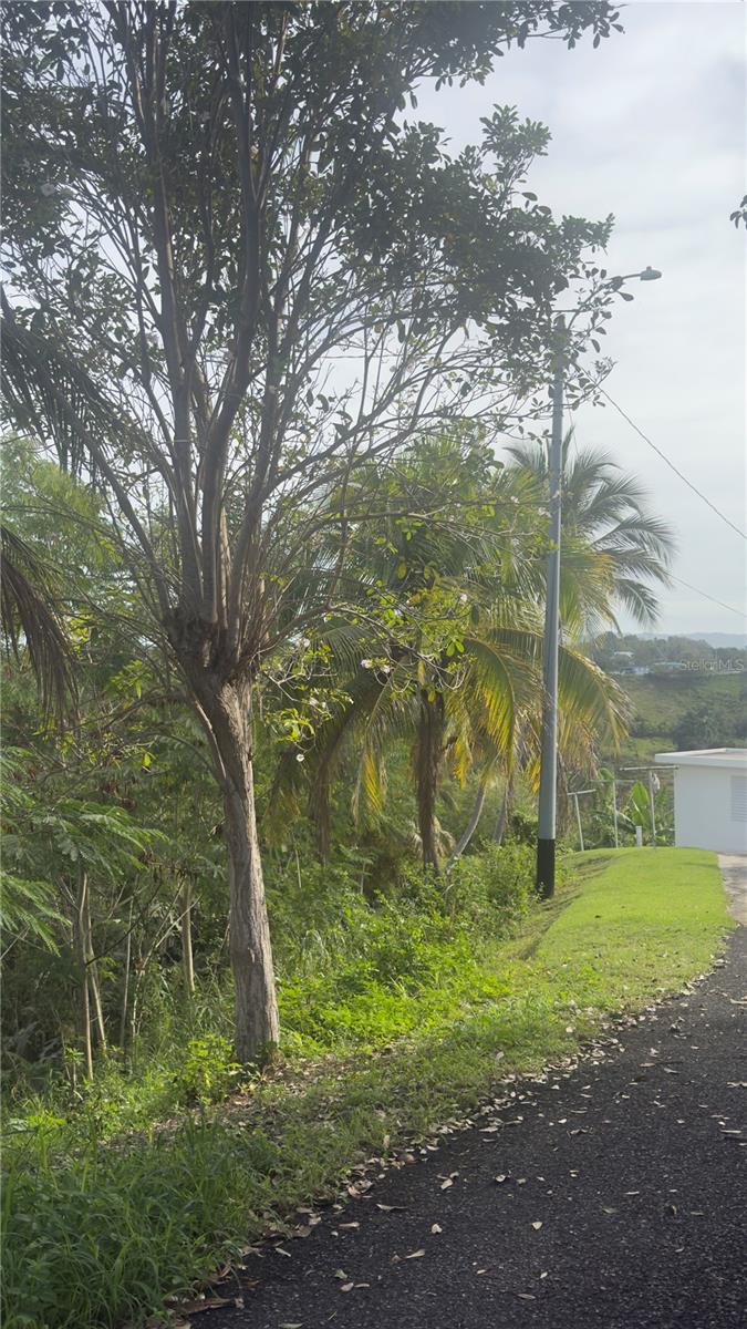 Tree-lined roadside beside a grassy property, with palms and a streetlight.