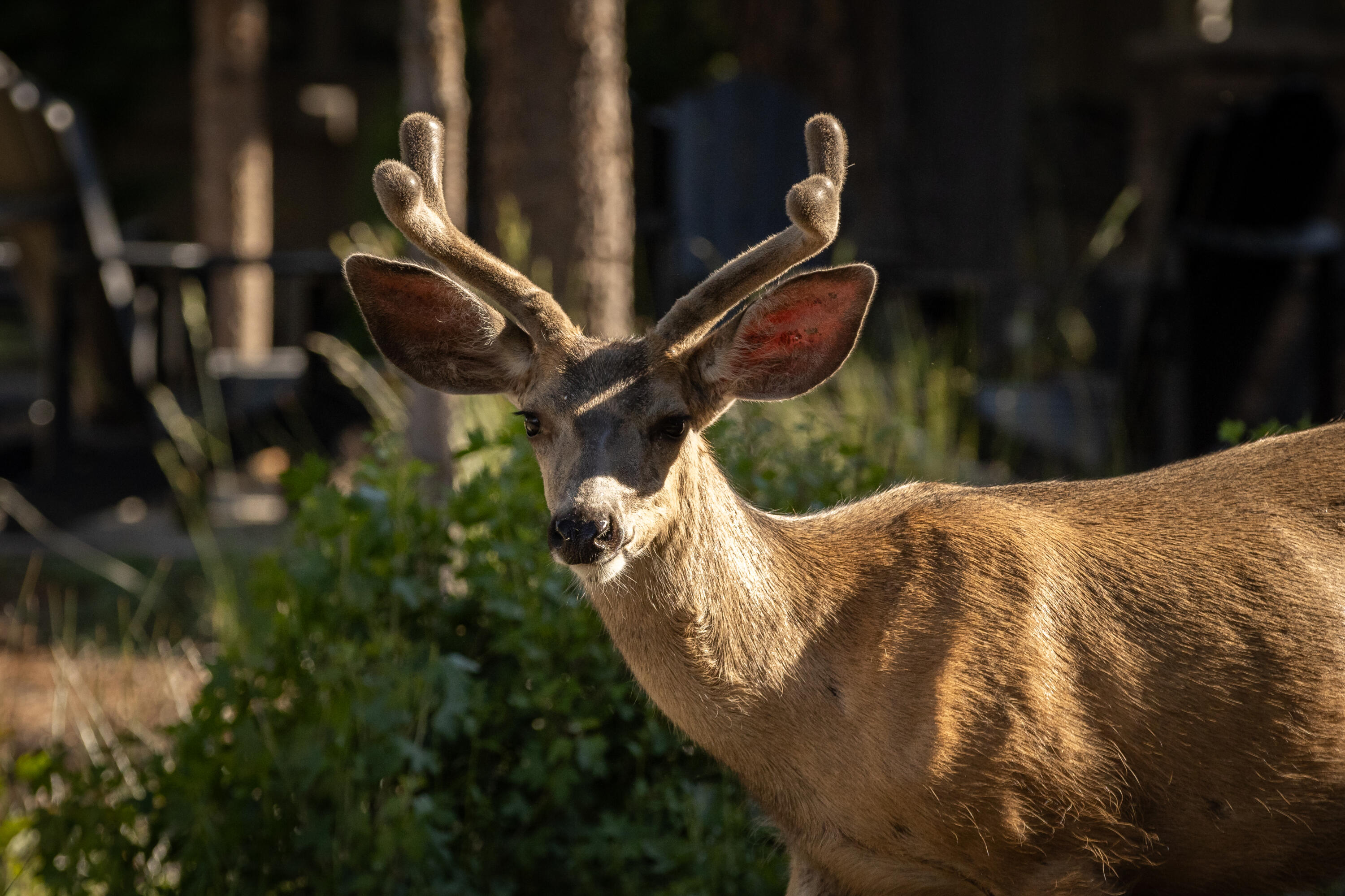 18163 Forestbrook Lp