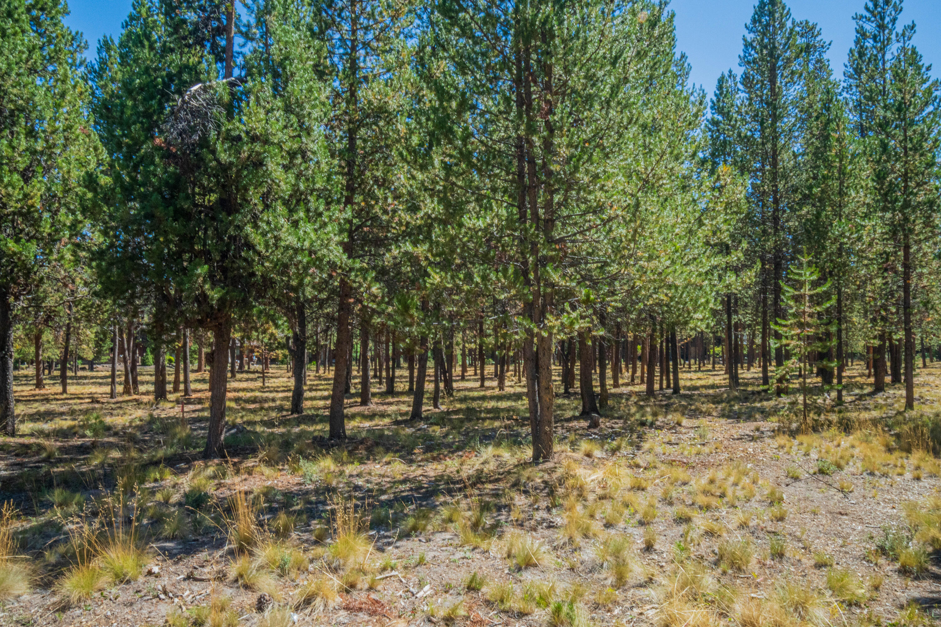 56480 SUNSTONE Loop Unit: 165