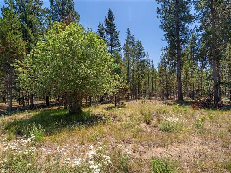La Pine