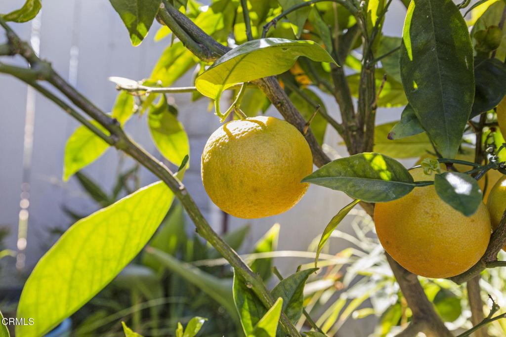 2337 Woodpecker Avenue