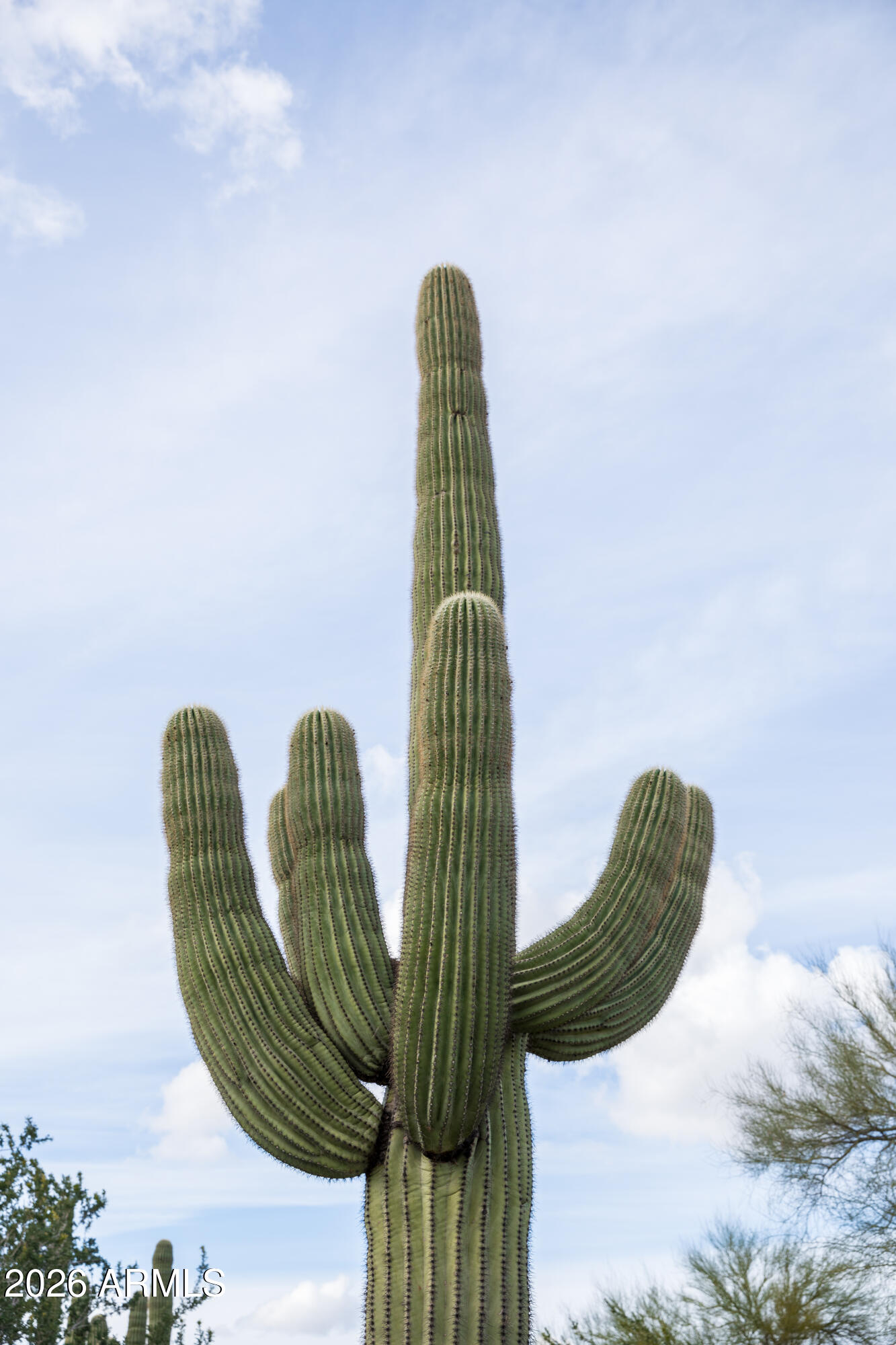 6382 E CALLE DE MANDEL Drive '-'