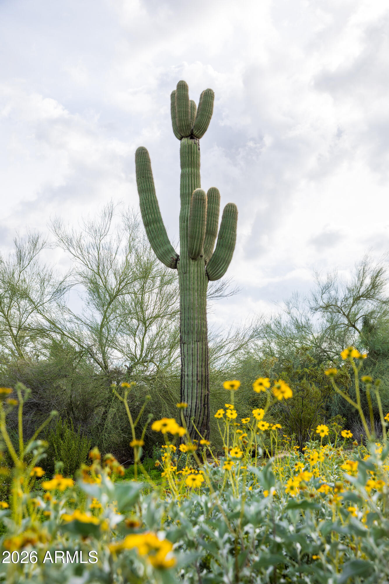 6382 E CALLE DE MANDEL Drive '-'