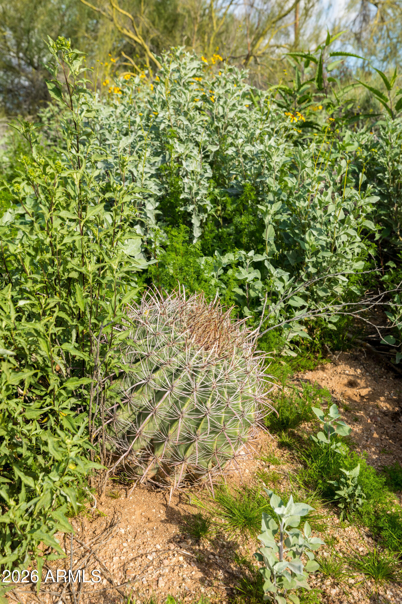 6382 E CALLE DE MANDEL Drive '-'