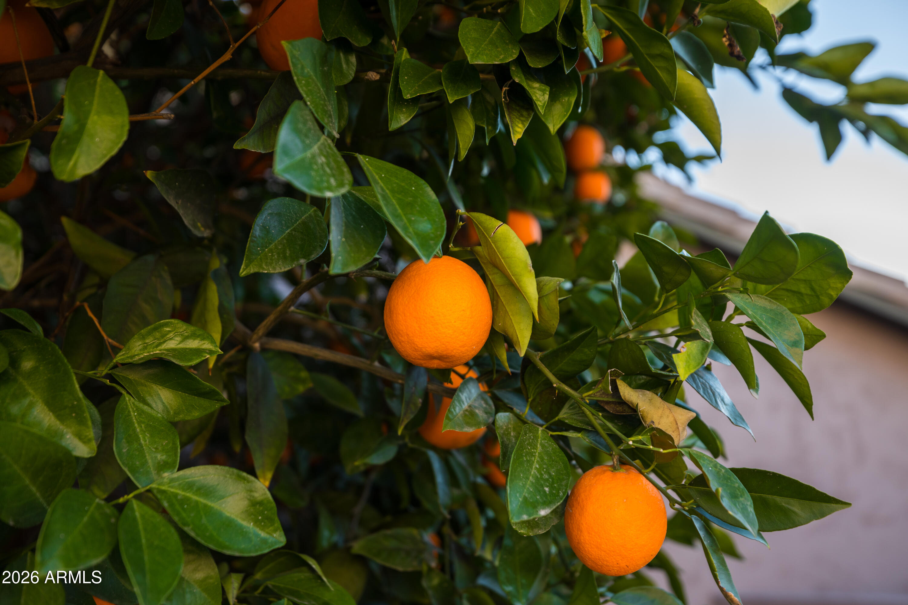 4506 E LONE CACTUS Drive