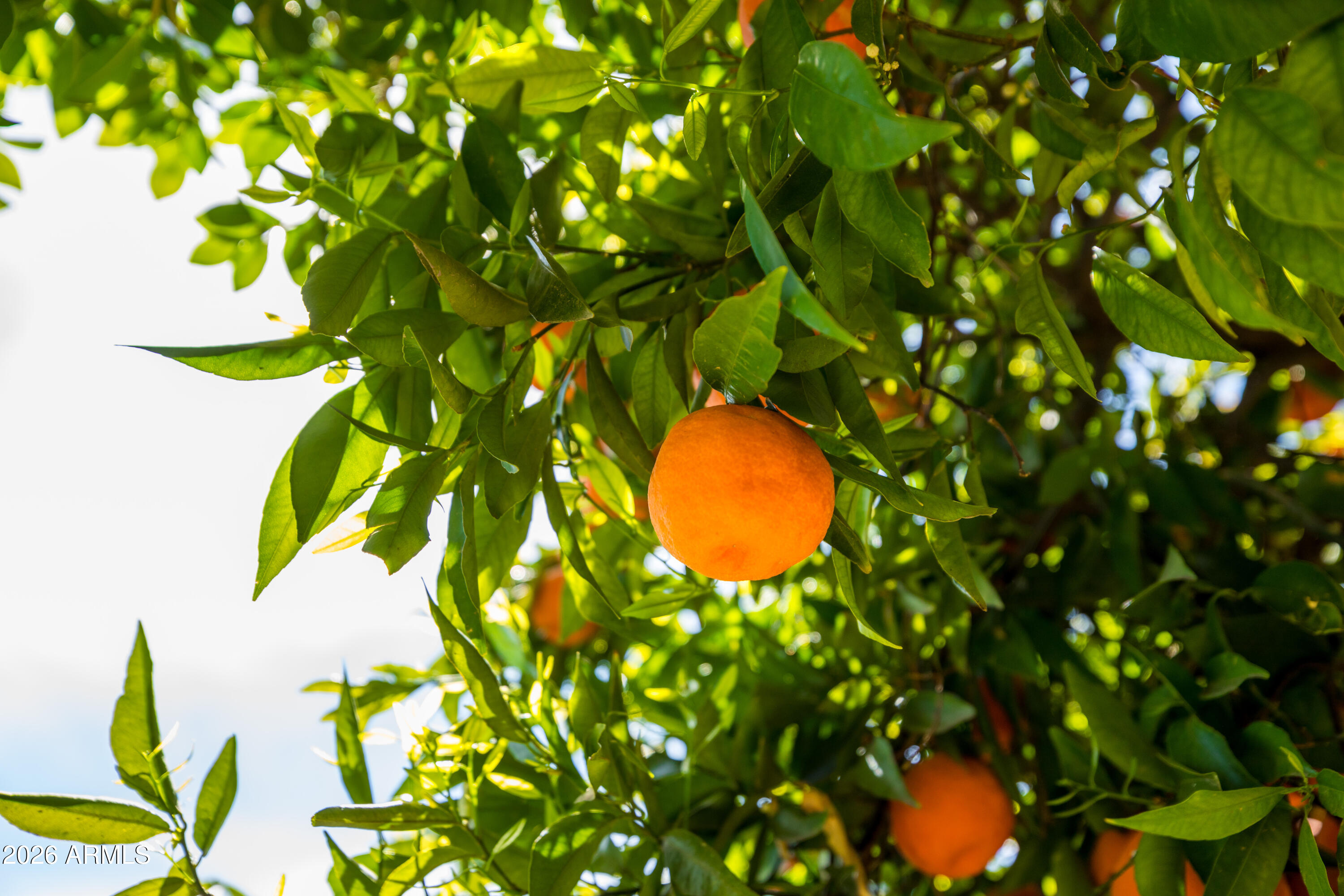 7528 N DEL NORTE Drive