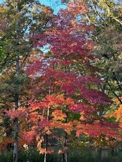 11404 Knollwood Court NE