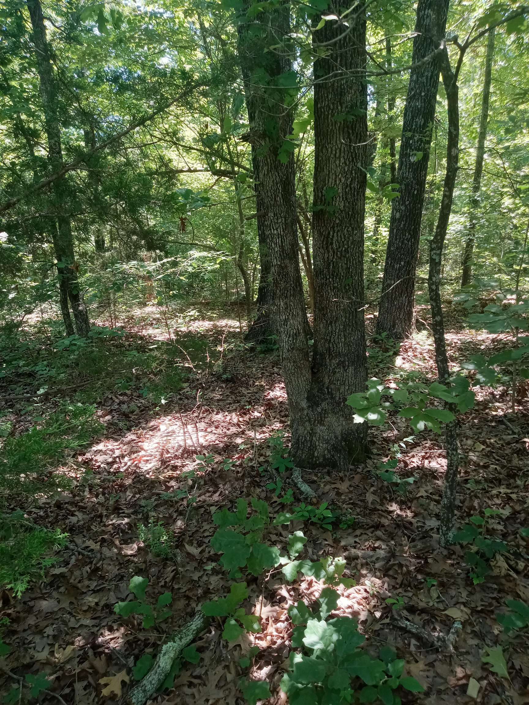 314 Country Springs Road