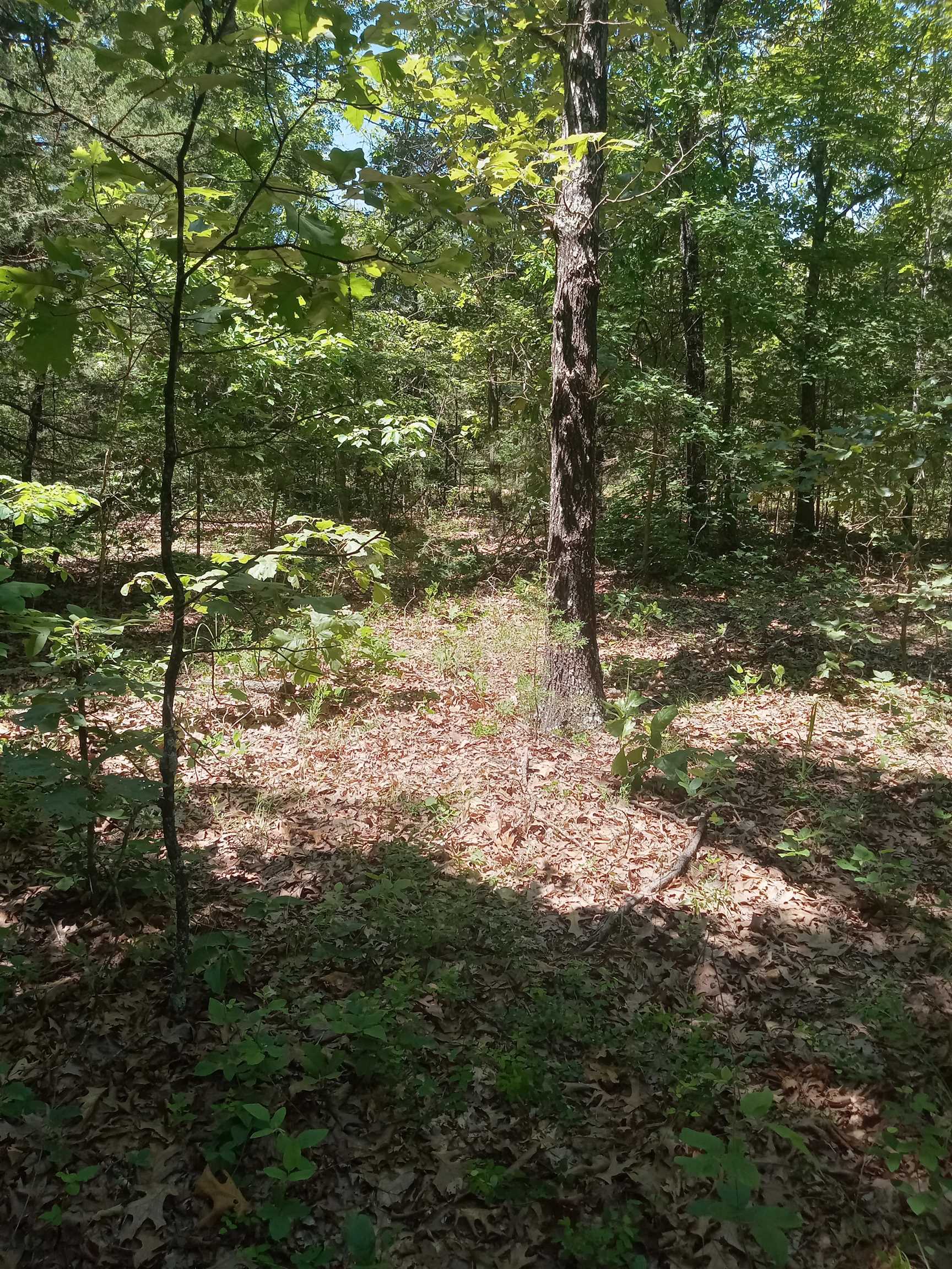 314 Country Springs Road