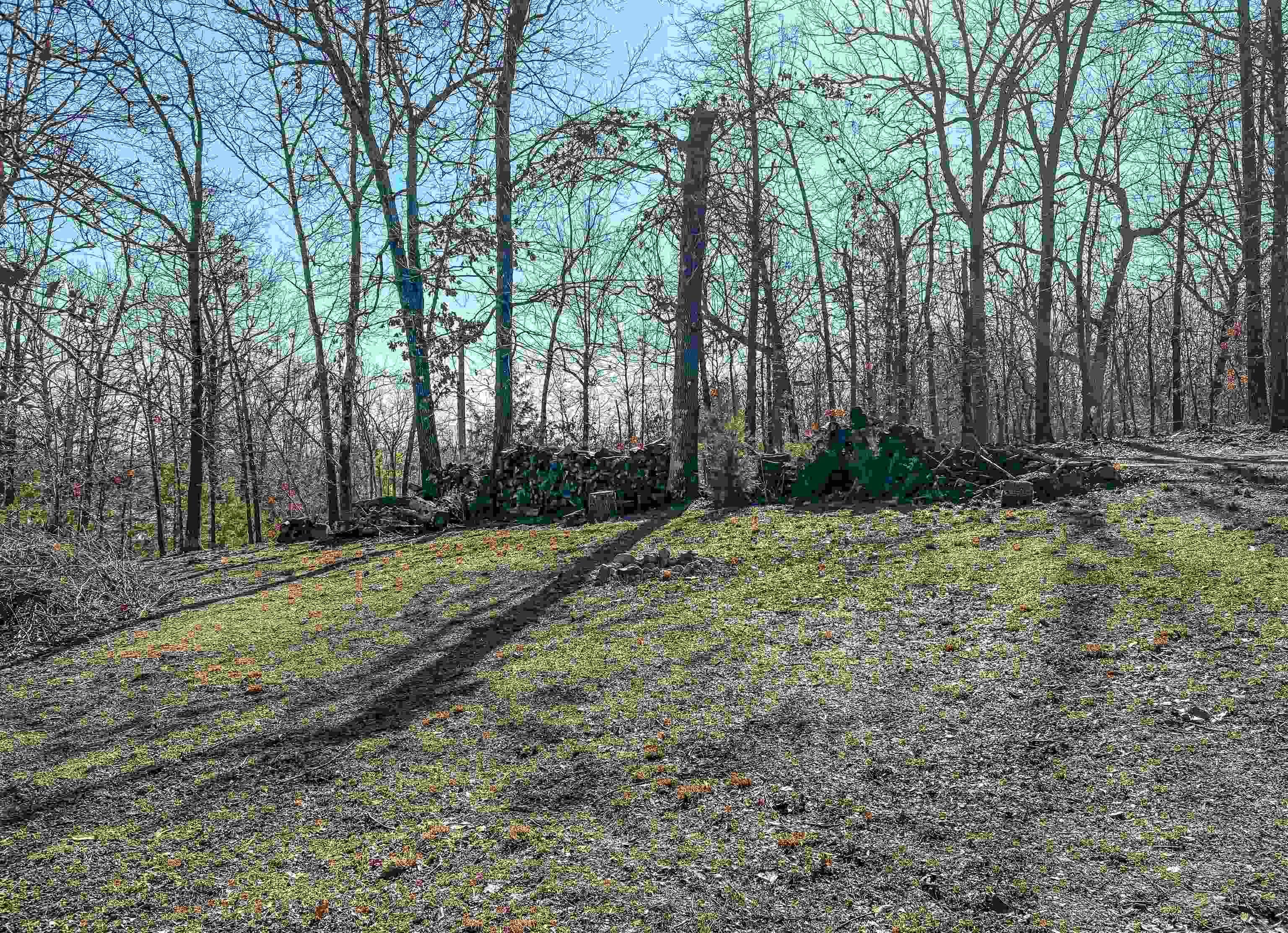 165 Green Forrest Trail