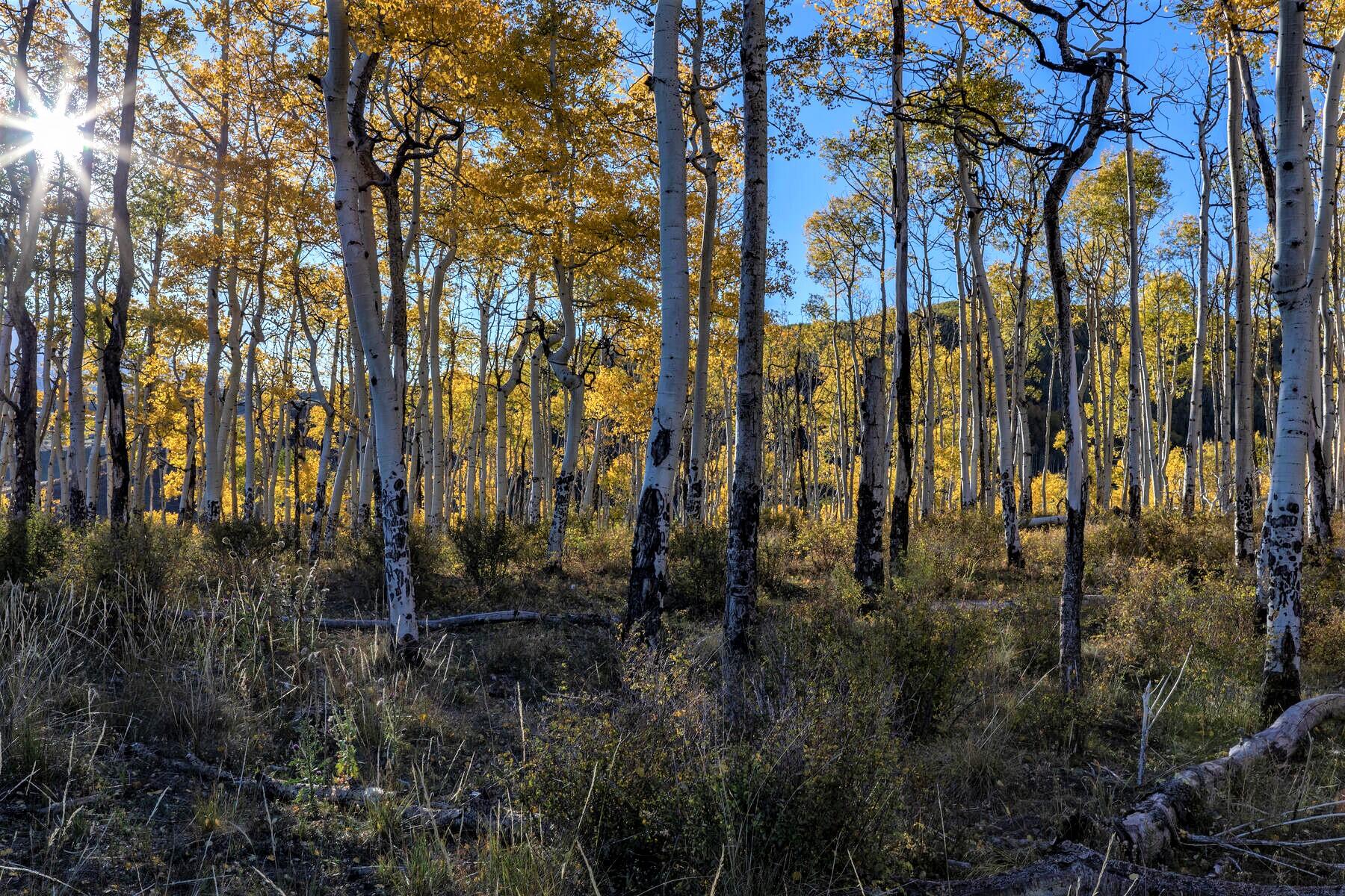 TBD Aldasoro Boulevard