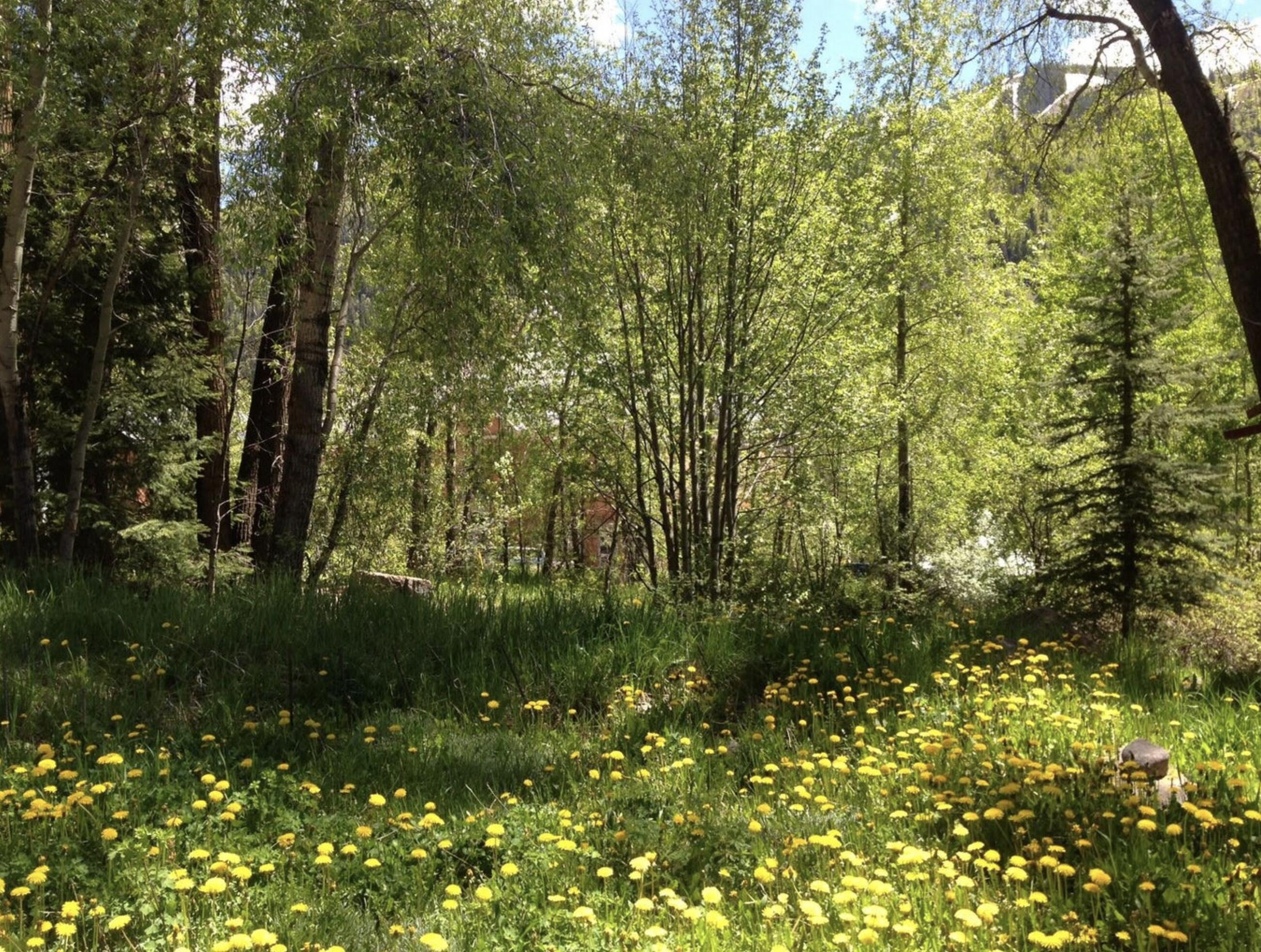 Wooded lot with yellow dandelions in tall grass beneath leafy trees.