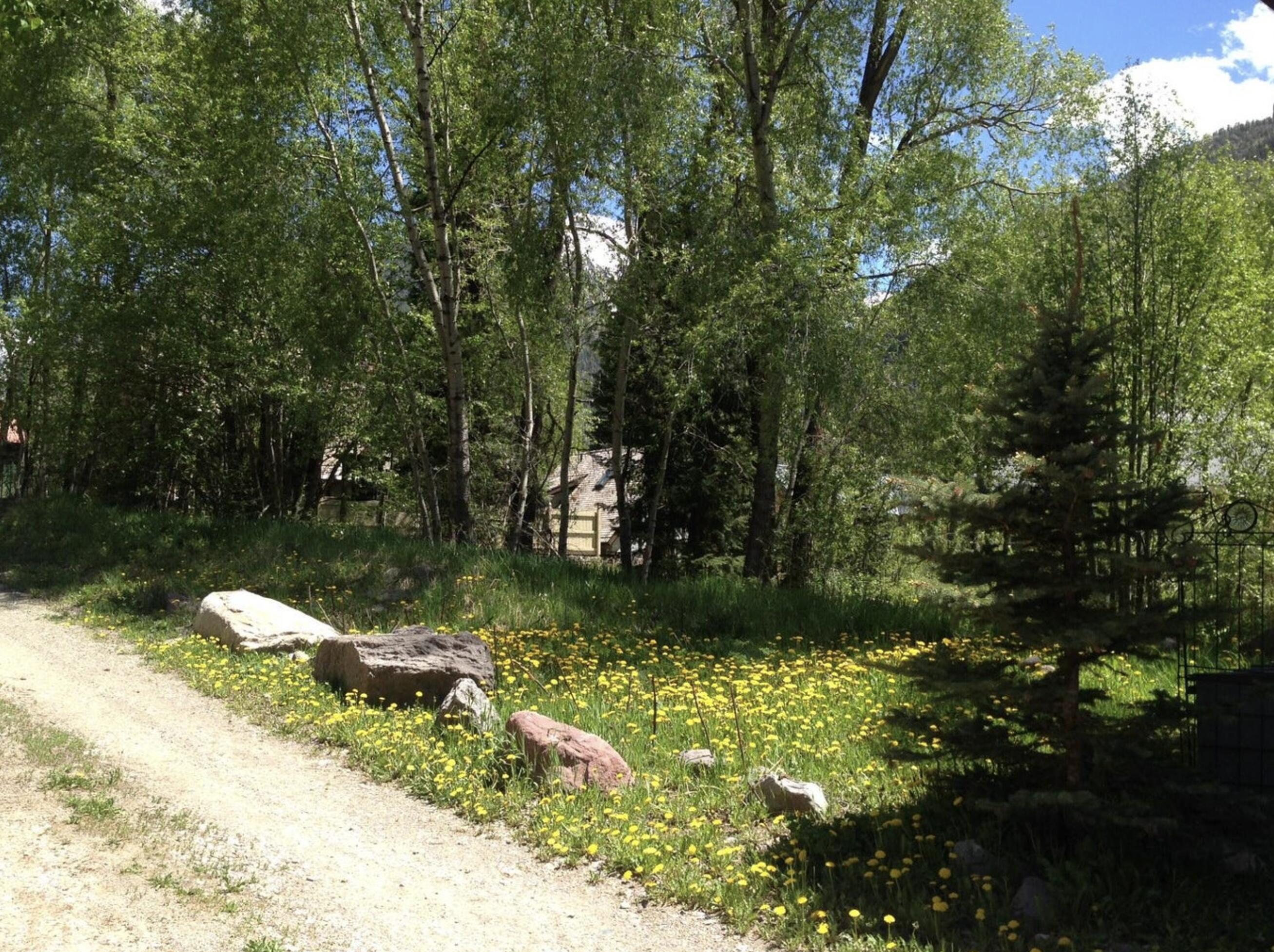 Wooded yard with yellow wildflowers, landscaping rocks, a gravel path, and a house partly visible through trees.