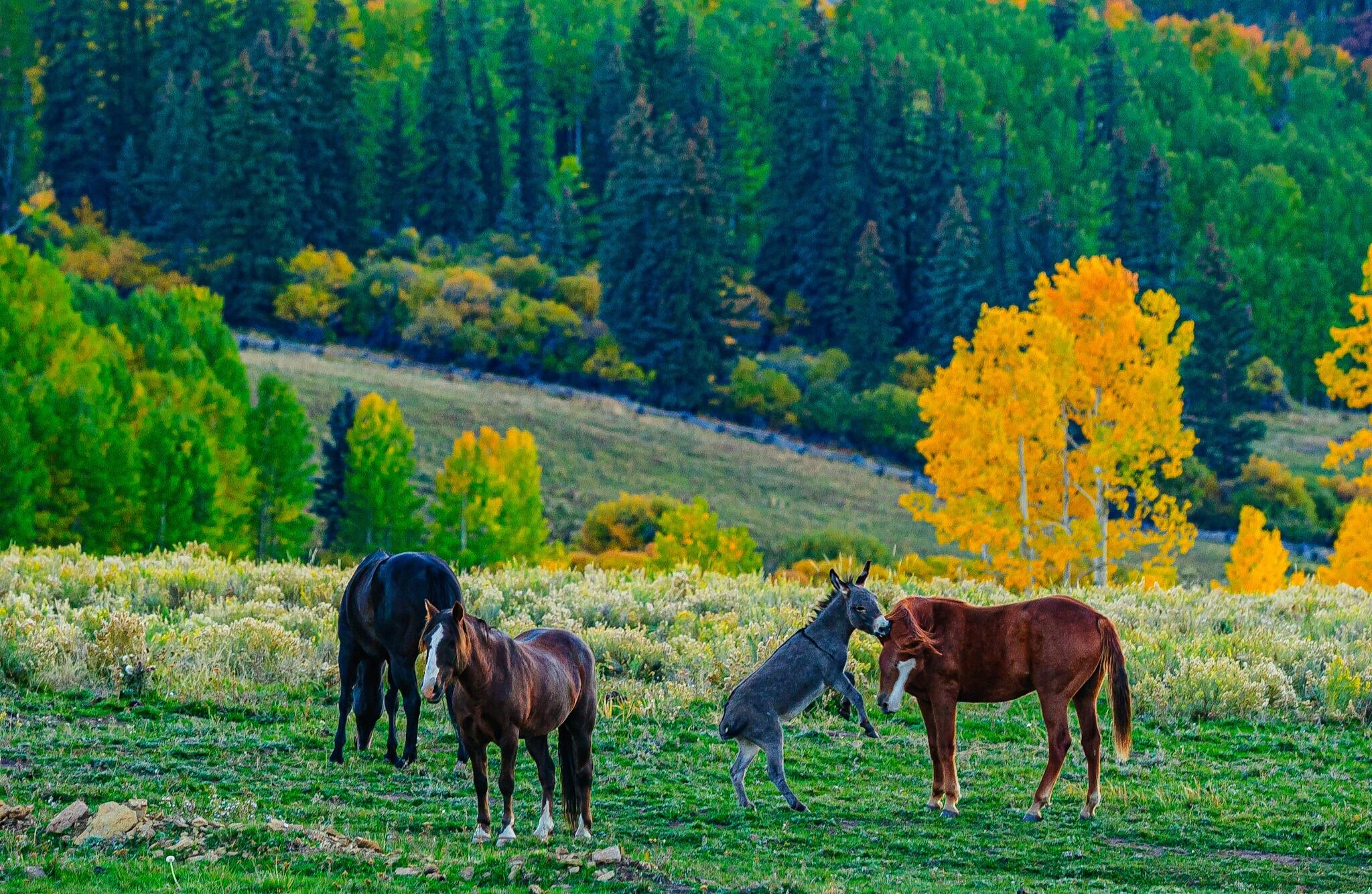 Horses and a donkey graze in a meadow before autumn-colored wooded hills.