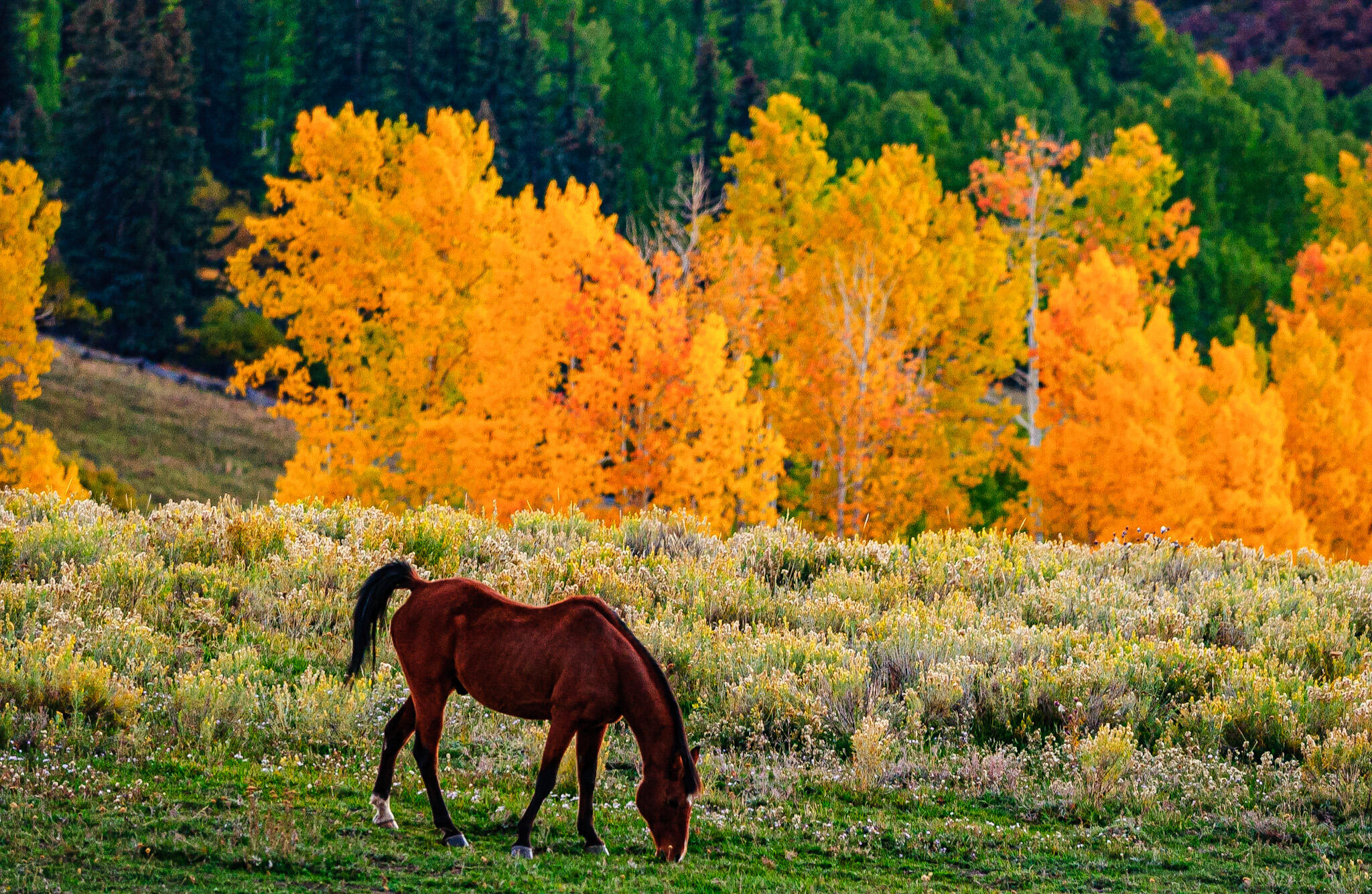 Horse grazing in a wildflower meadow, backed by brilliant golden autumn trees.