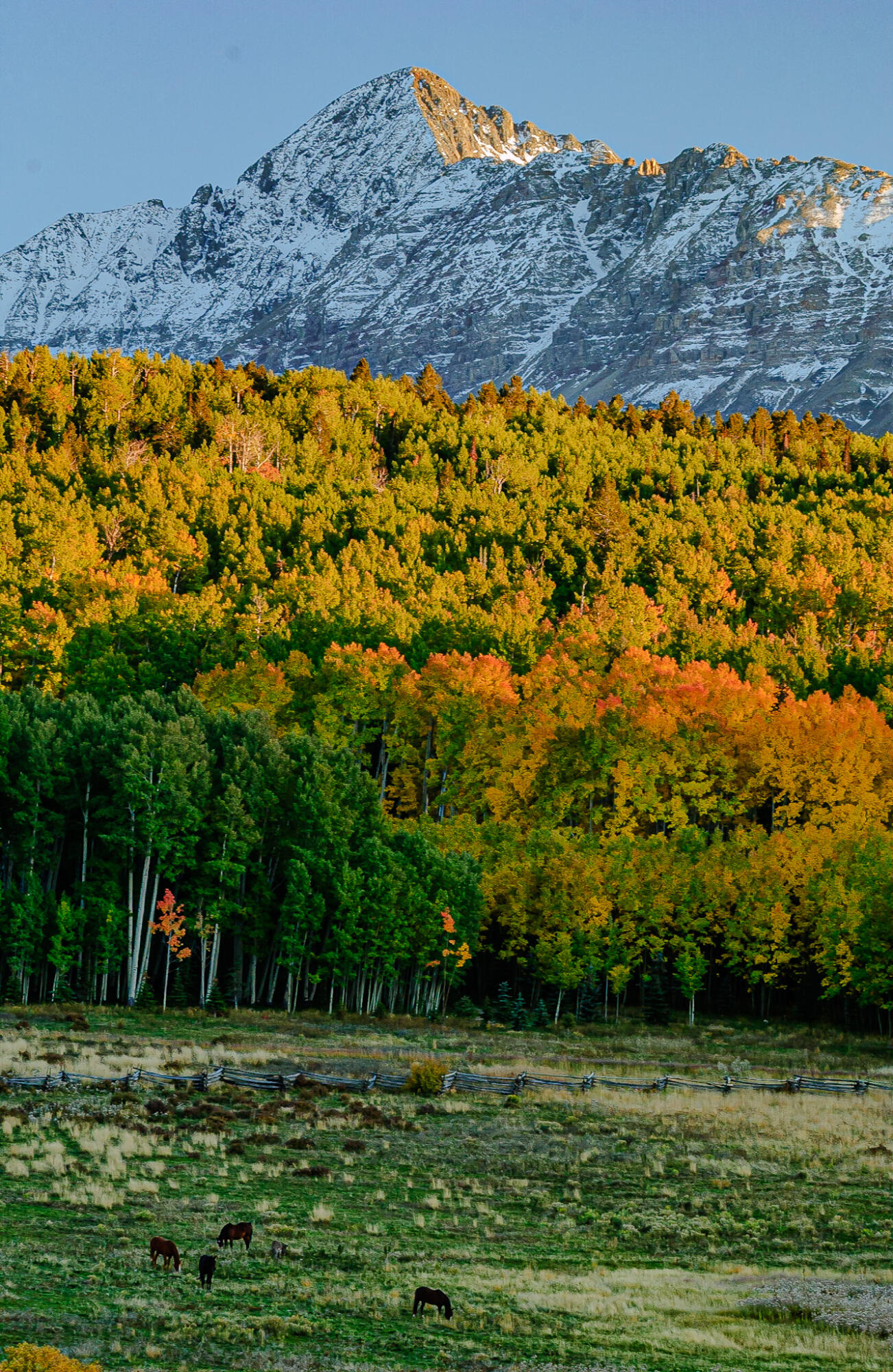 Snow-covered mountain above an autumn forest and pasture where horses graze beside a rustic fence.