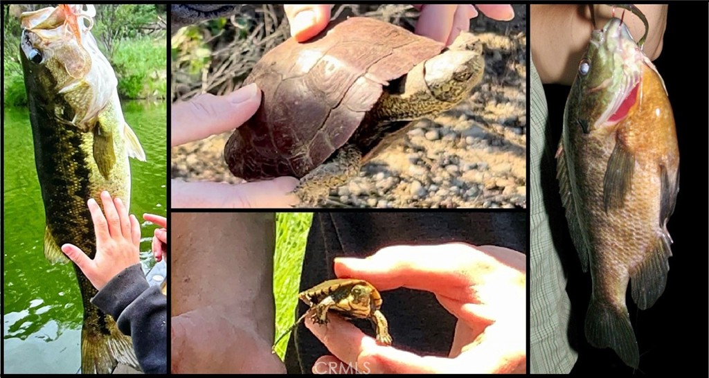 76450 Deer Pass Road