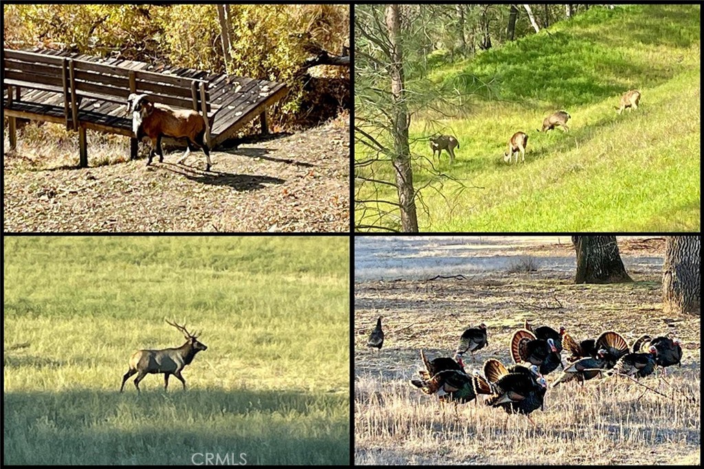 76450 Deer Pass Road