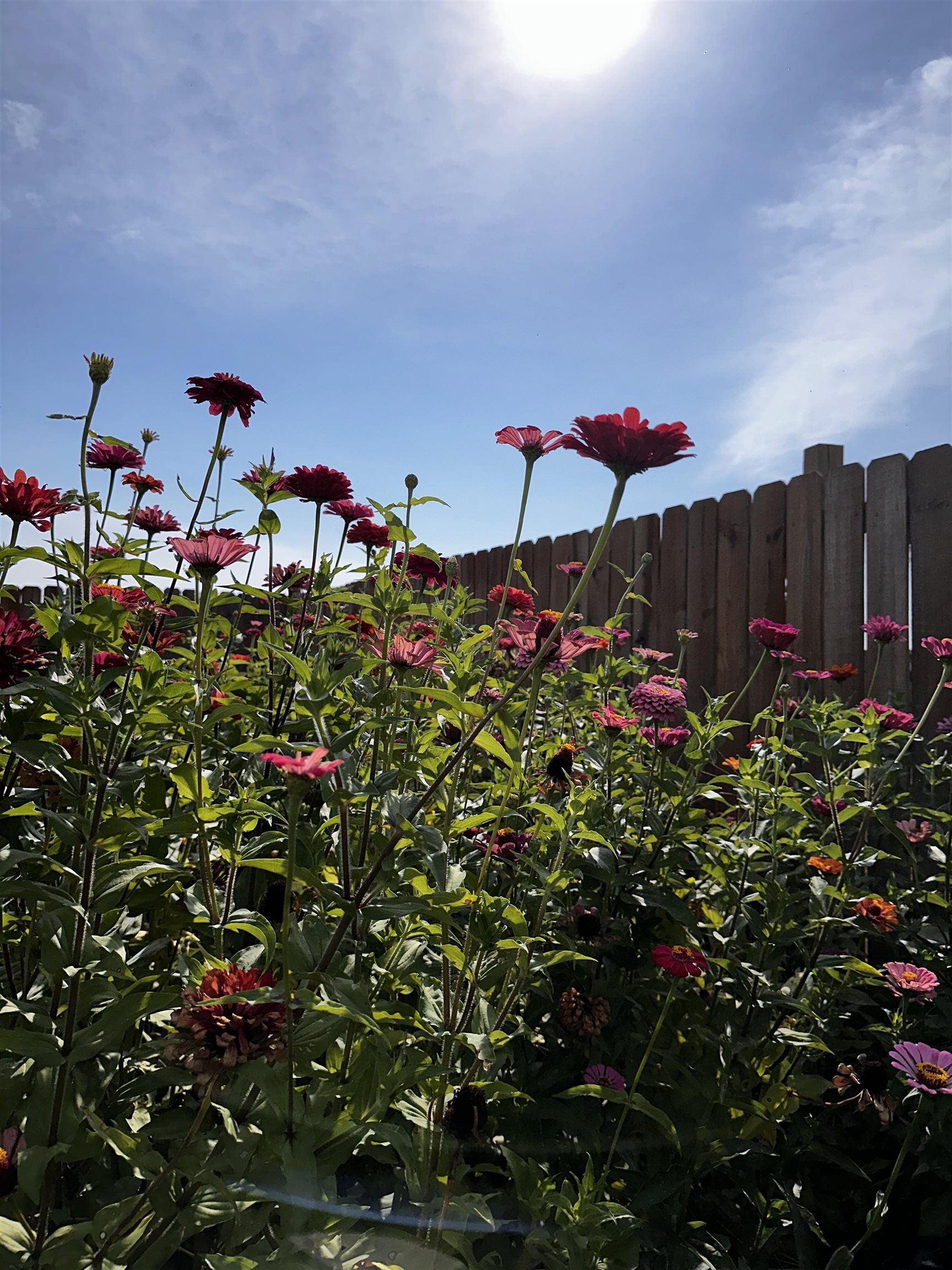 35 CAITLYN GENEVA CV