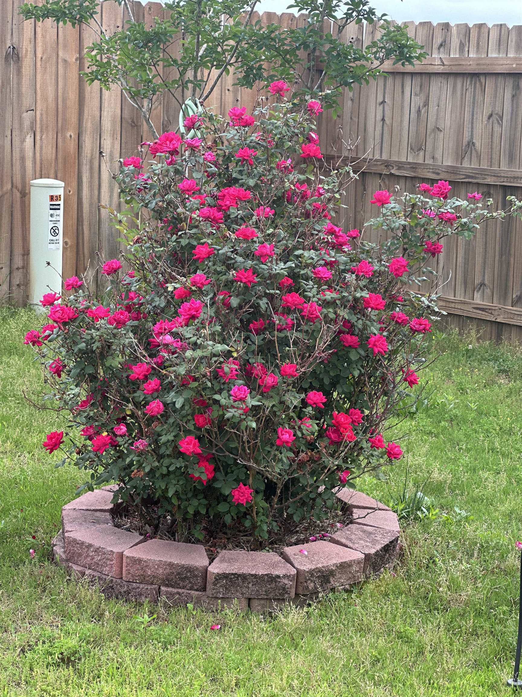 35 CAITLYN GENEVA CV