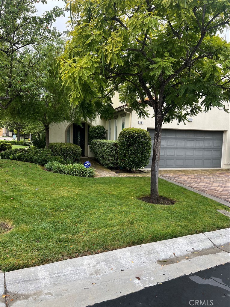 33 33 Pepper Tree