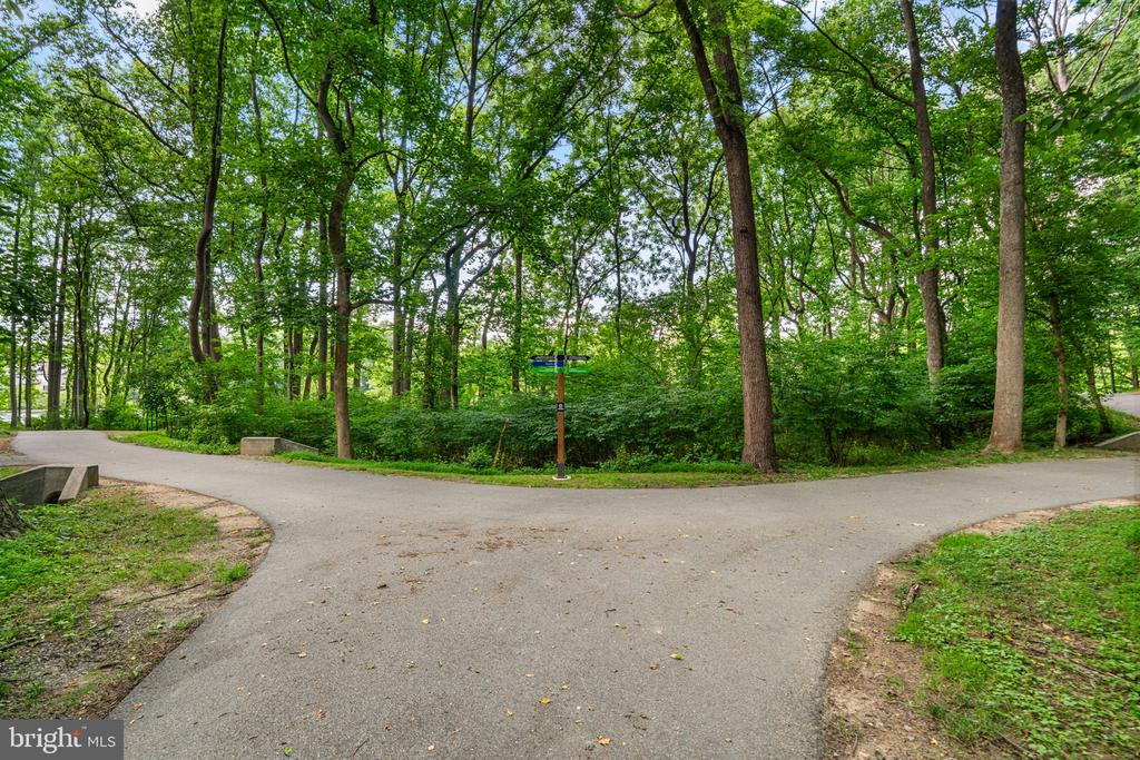 9515 HICKORY LIMB 304