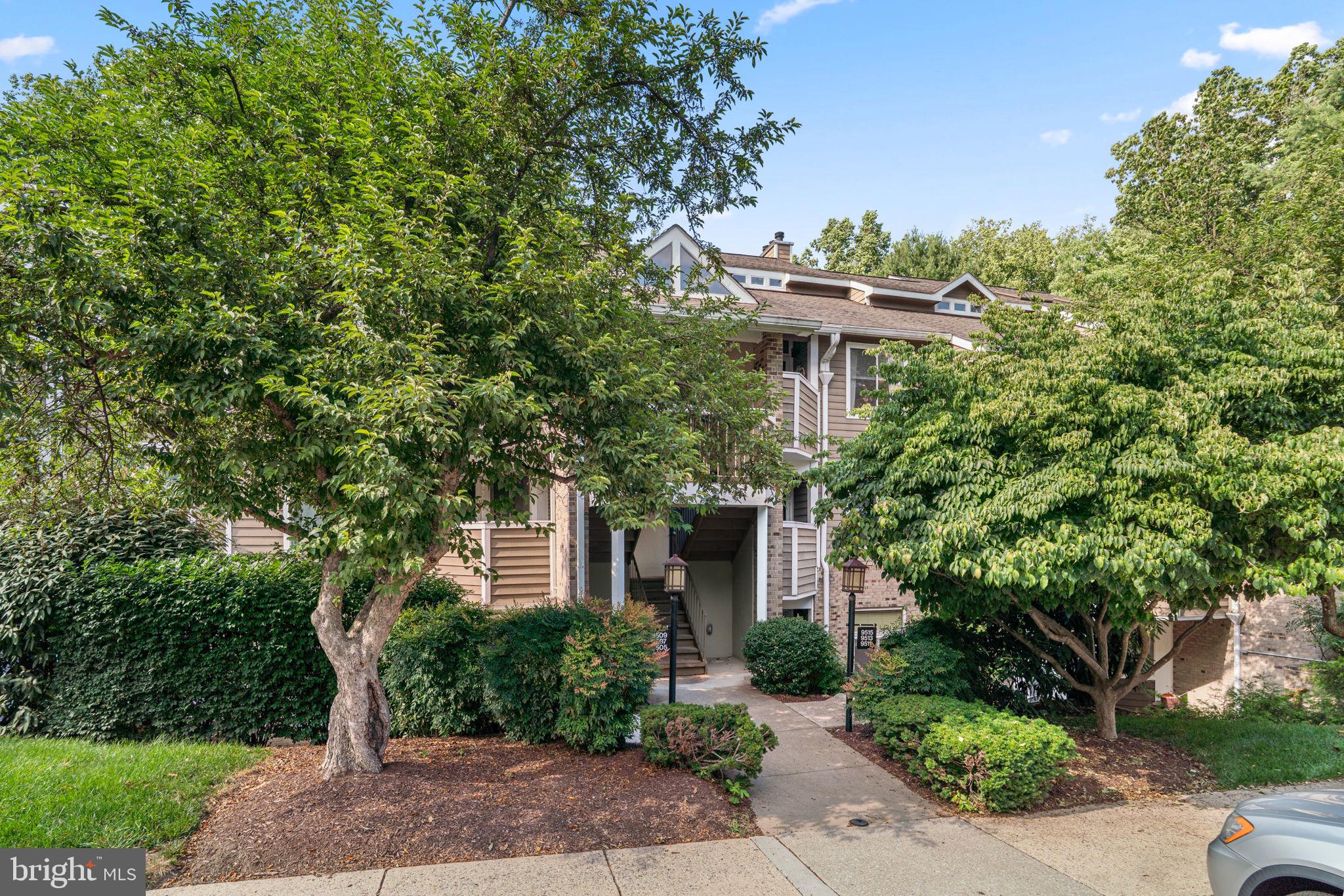 9515 HICKORY LIMB 304