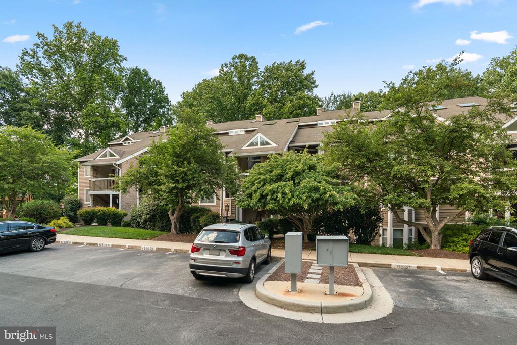 9515 HICKORY LIMB 304