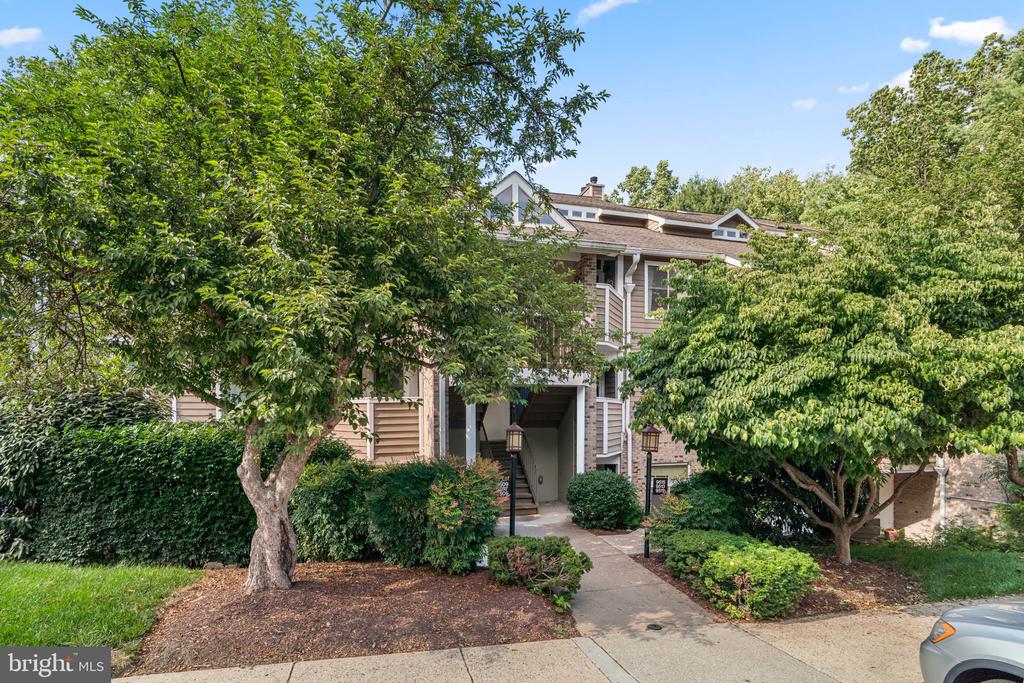 9515 HICKORY LIMB 304