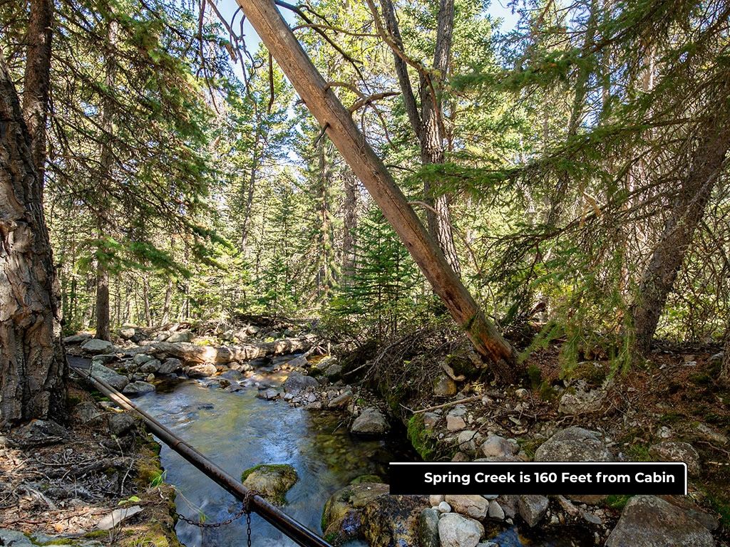 Rocky creek winding through a dense forest, with sunlight filtering through the trees.