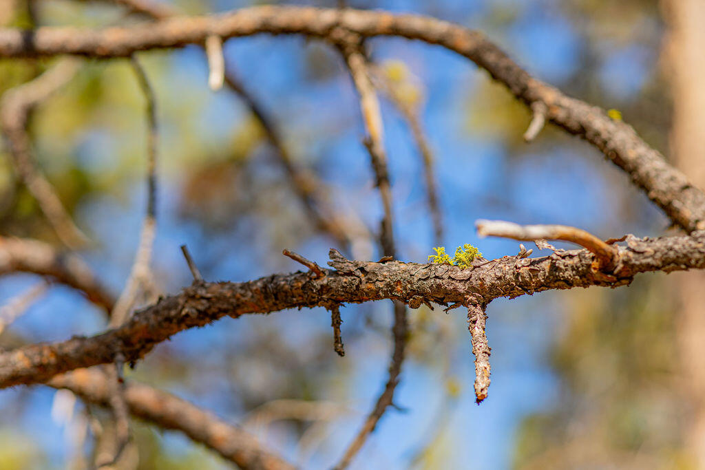19128 Concannon. Lot 13 Drive
