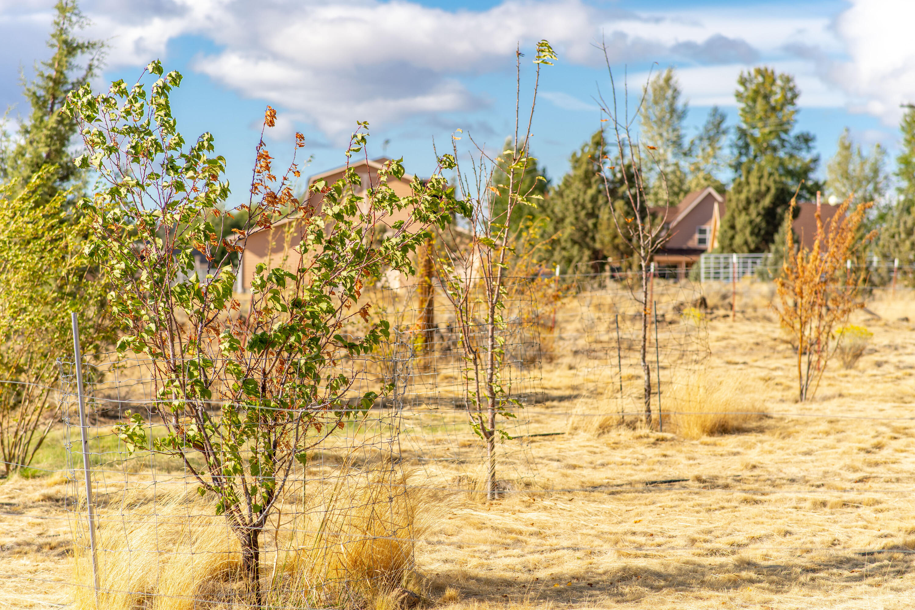 797 NE Wilcox Avenue