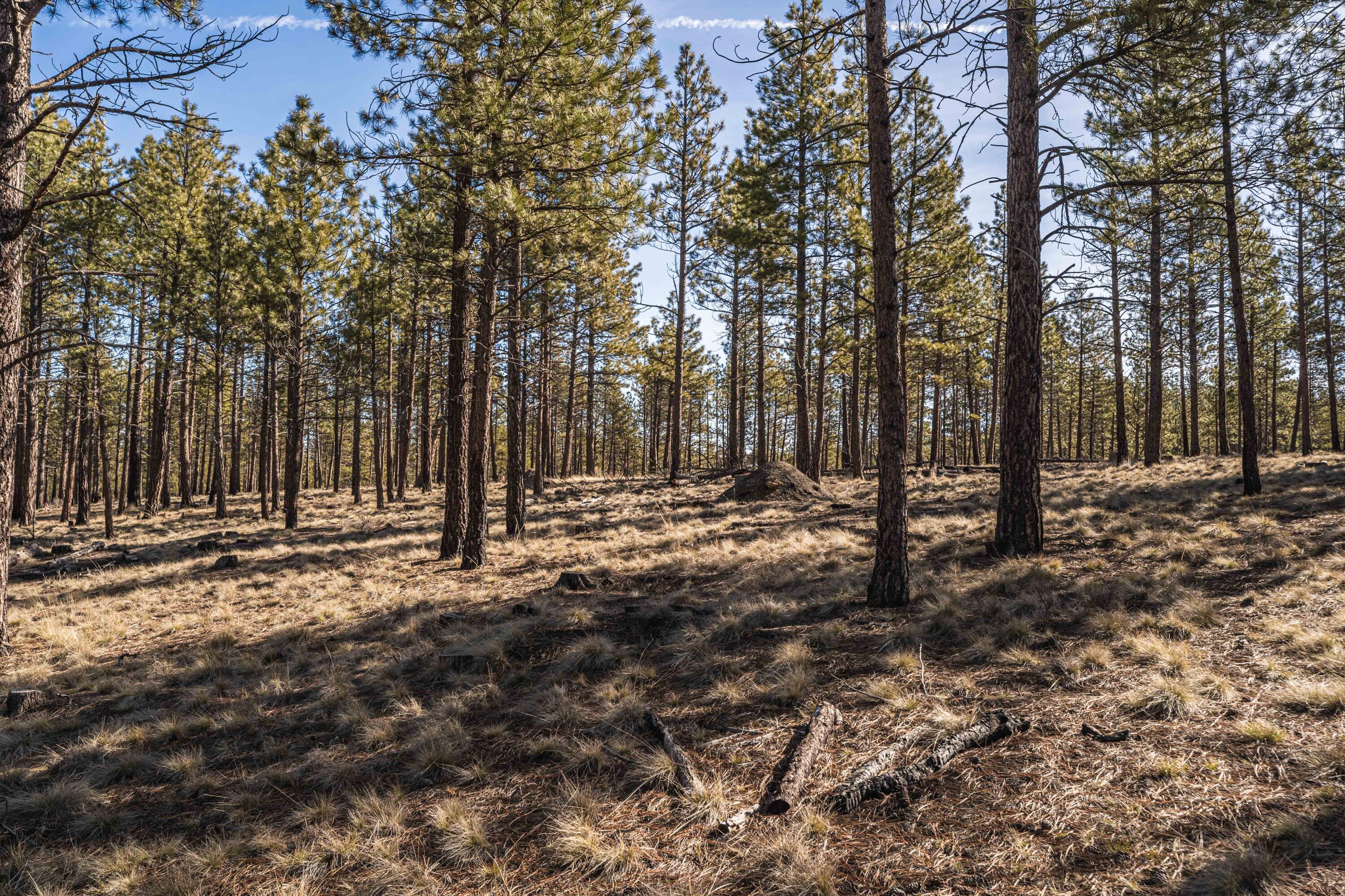 Ostrom Drive Unit: Lot 21
