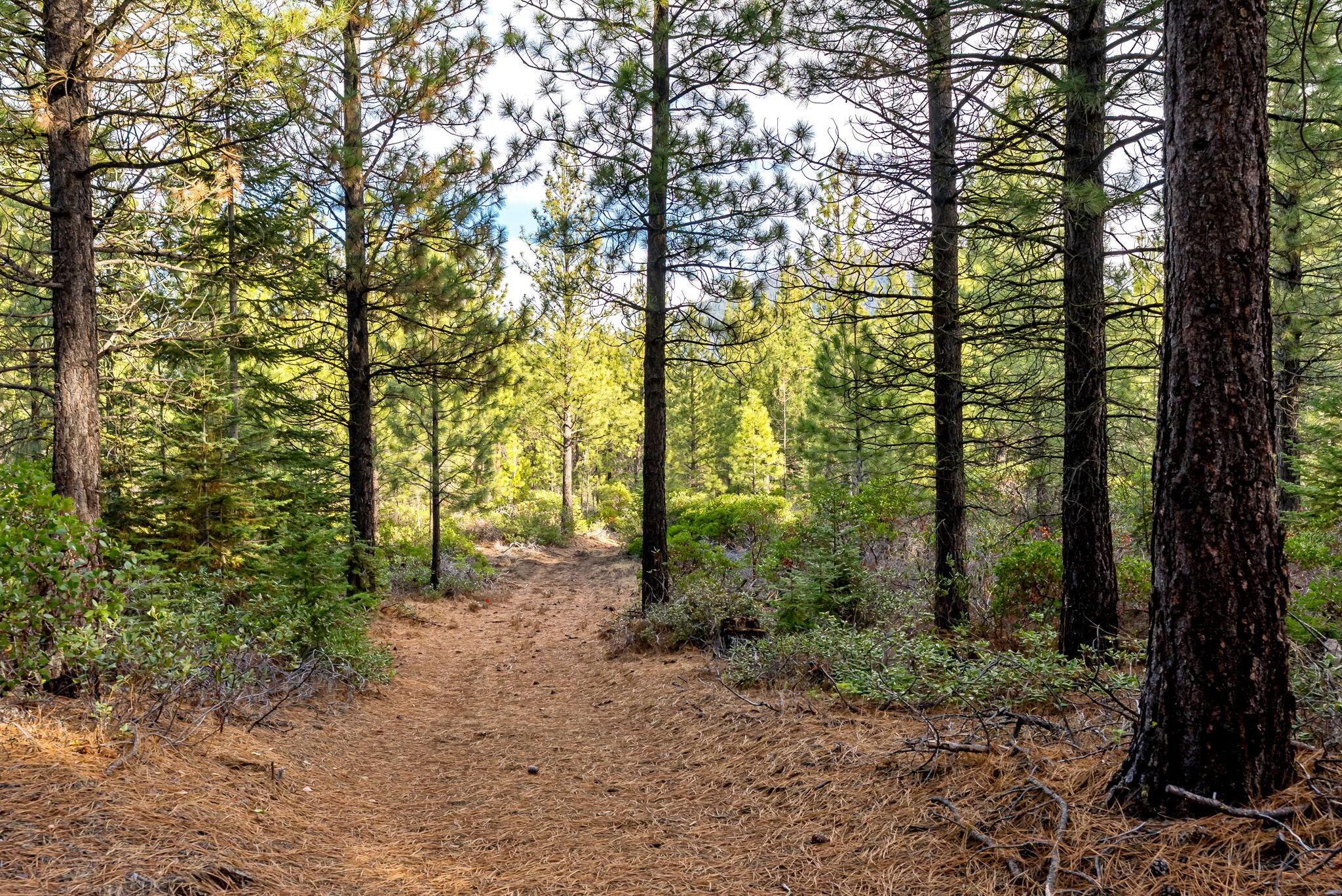 70410 McAllister Road, 2060