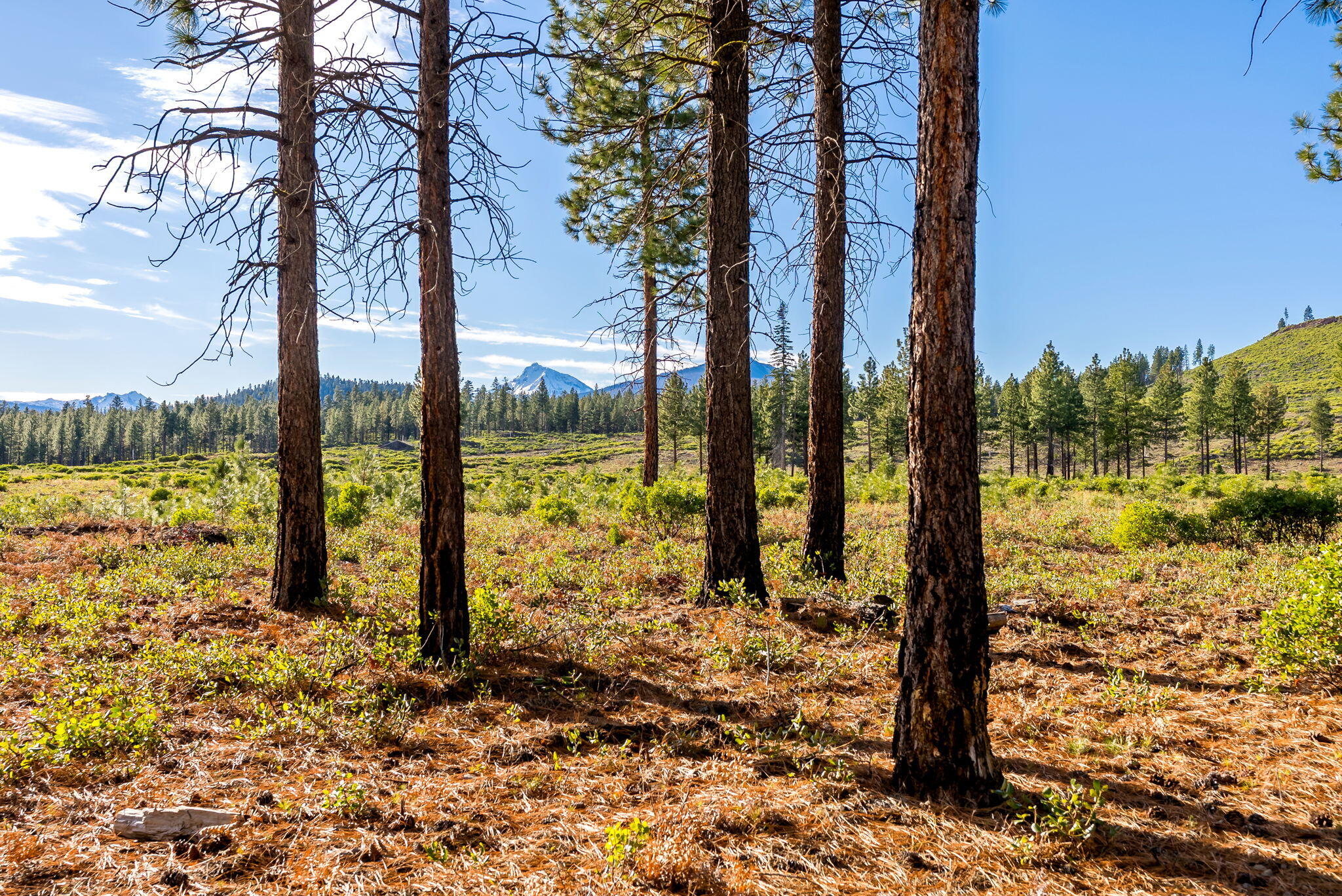 70410 McAllister Road, 2060