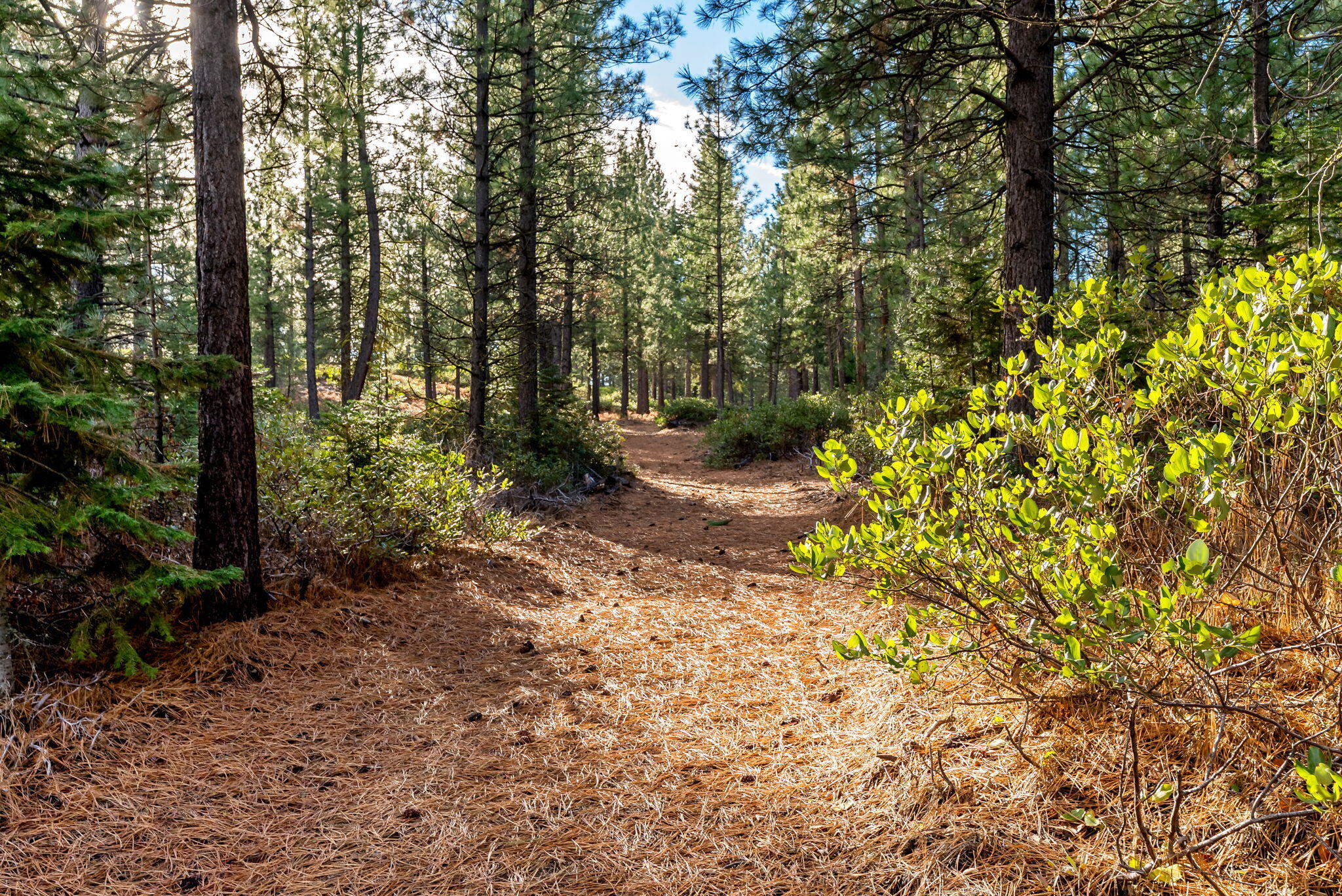 70410 McAllister Road, 2060