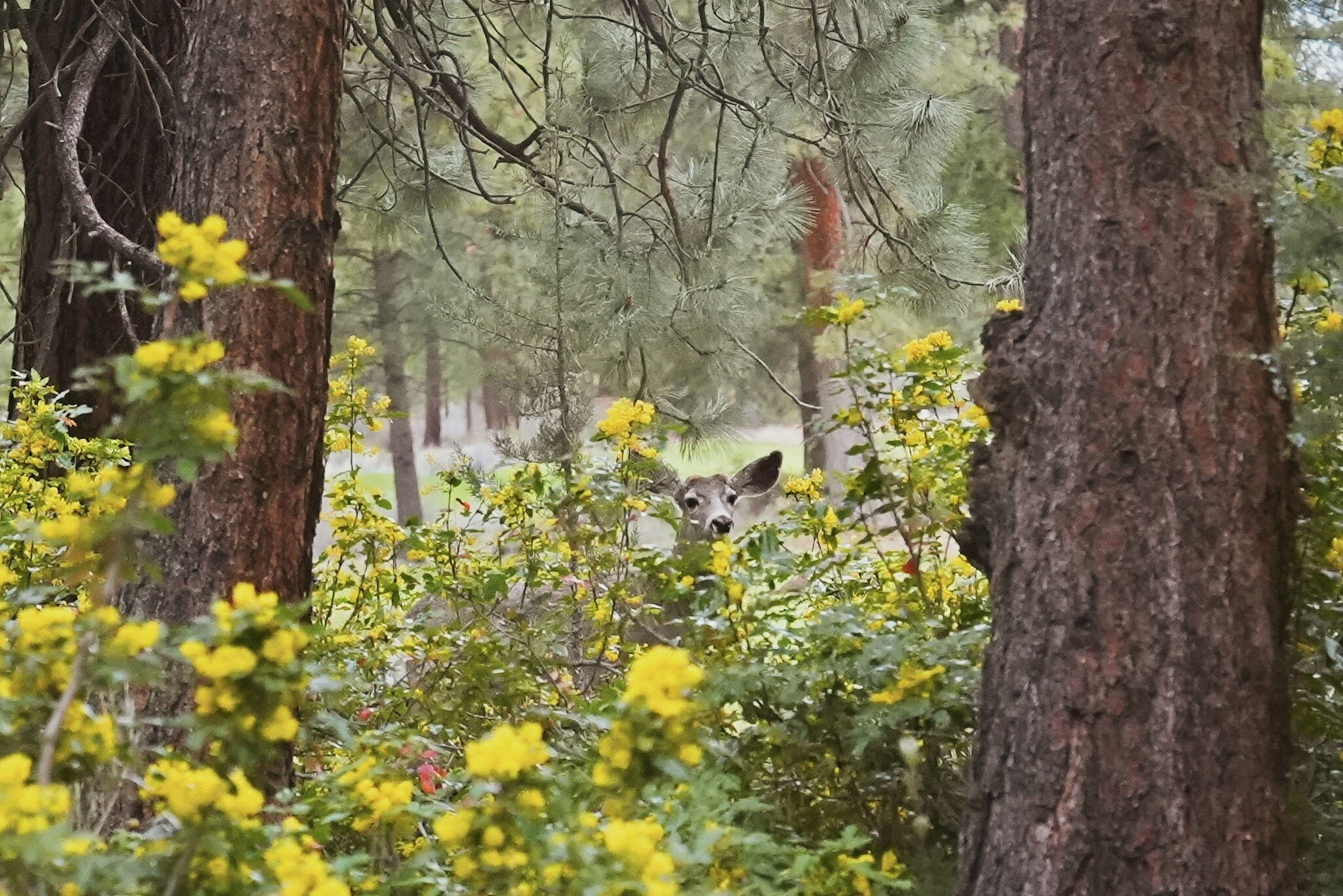 20344 Donkey Sled Road