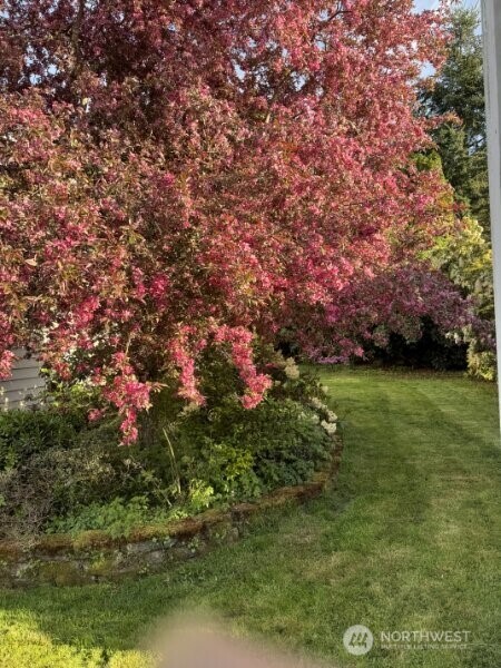 Landscaped backyard with a pink-leaved tree over a curved garden bed beside a lawn.