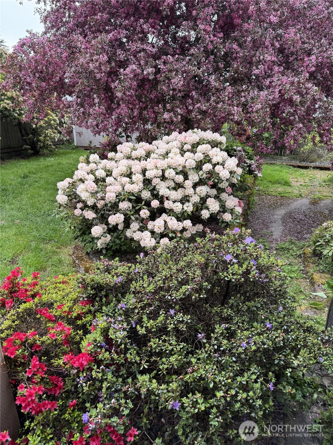Garden with blooming pink and white shrubs beside a curved path and lawn.