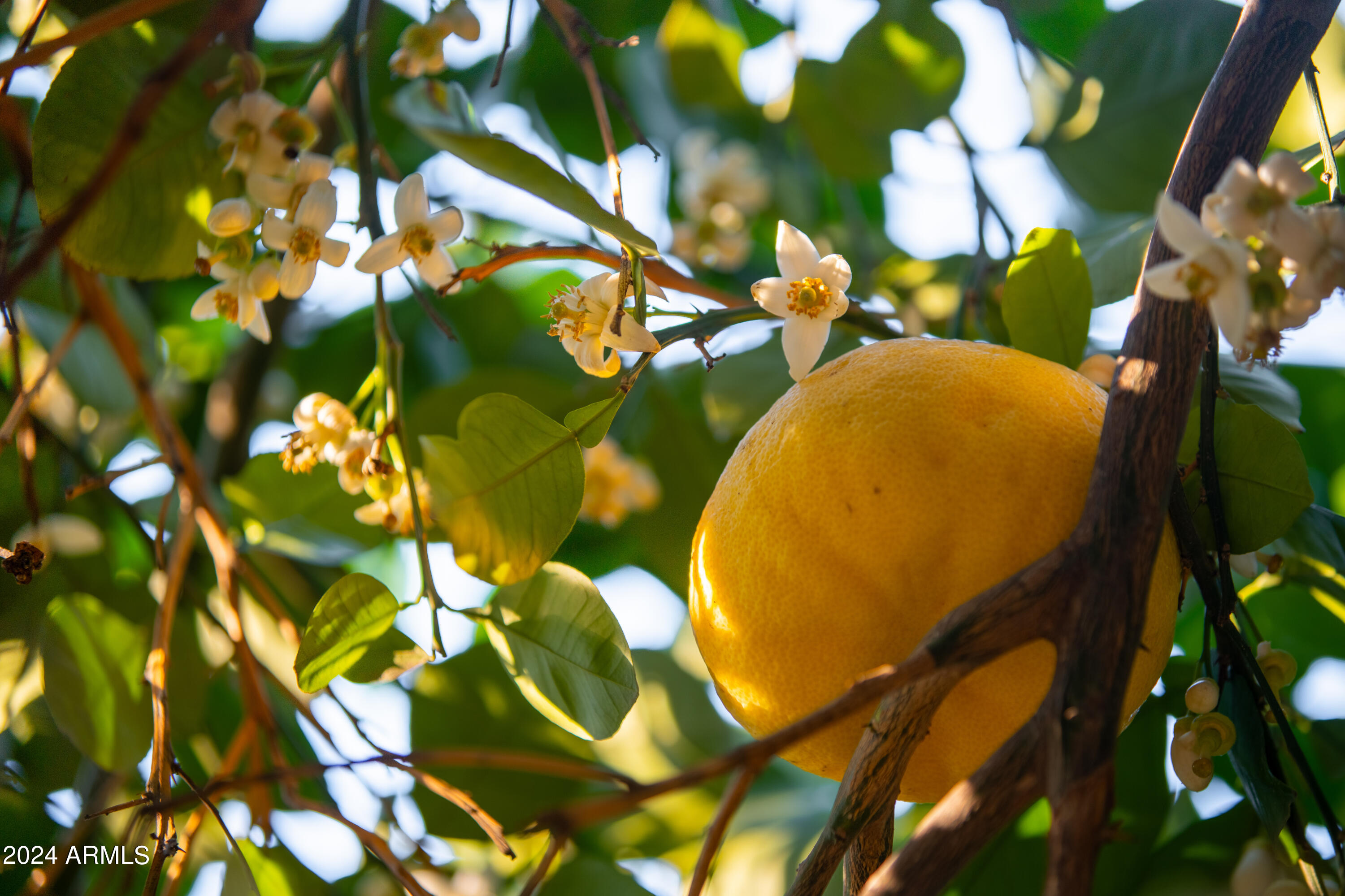 5801 E VIA LOS CABALLOS