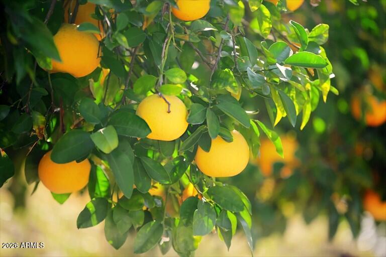 6738 E Montreal Place