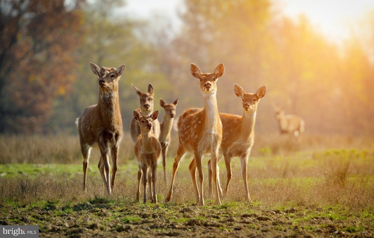 614 GRAYSTONES JERAS RD LOT HV-3