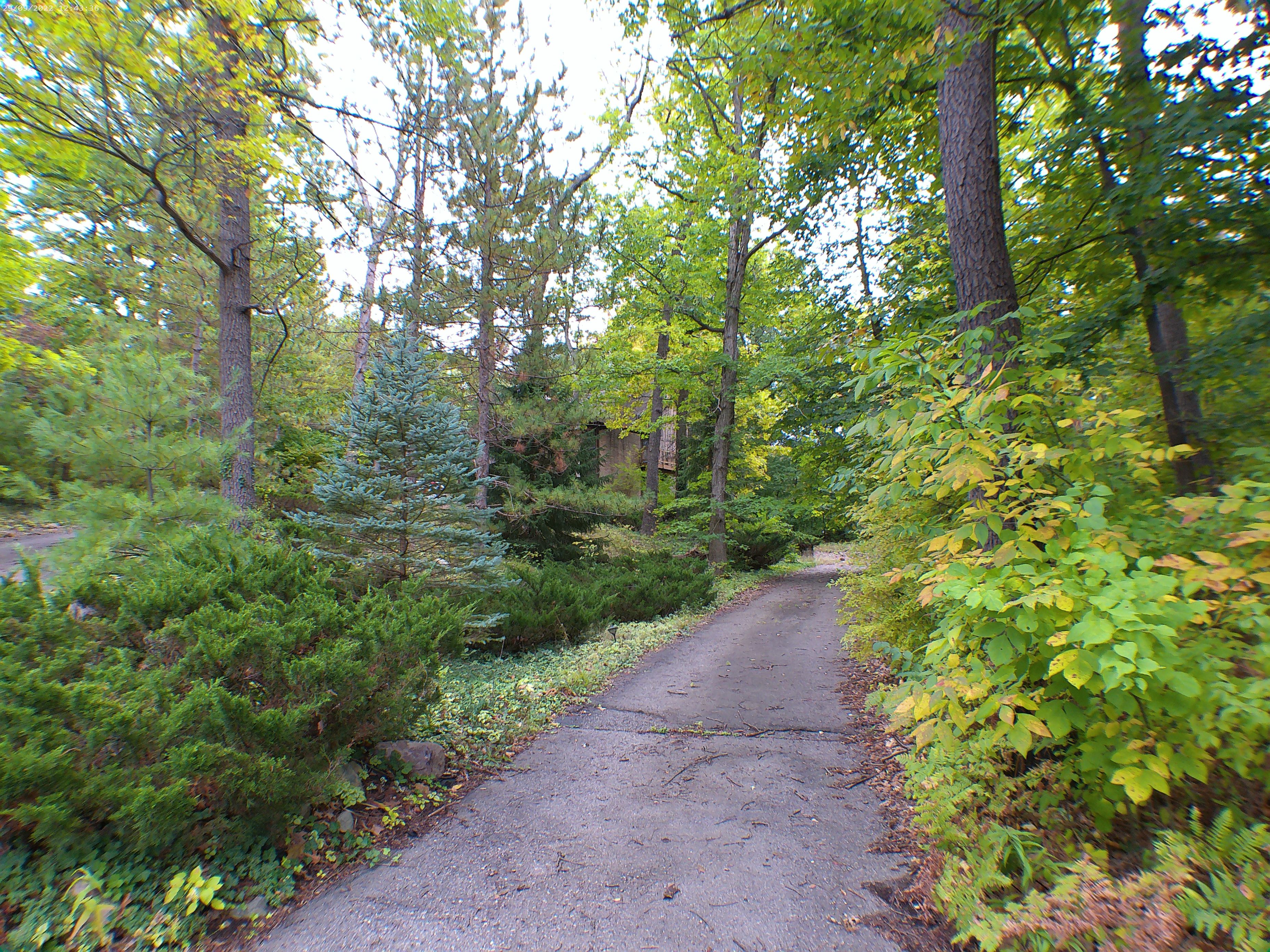 A paved path winds through dense shrubs and mature trees on a wooded property.