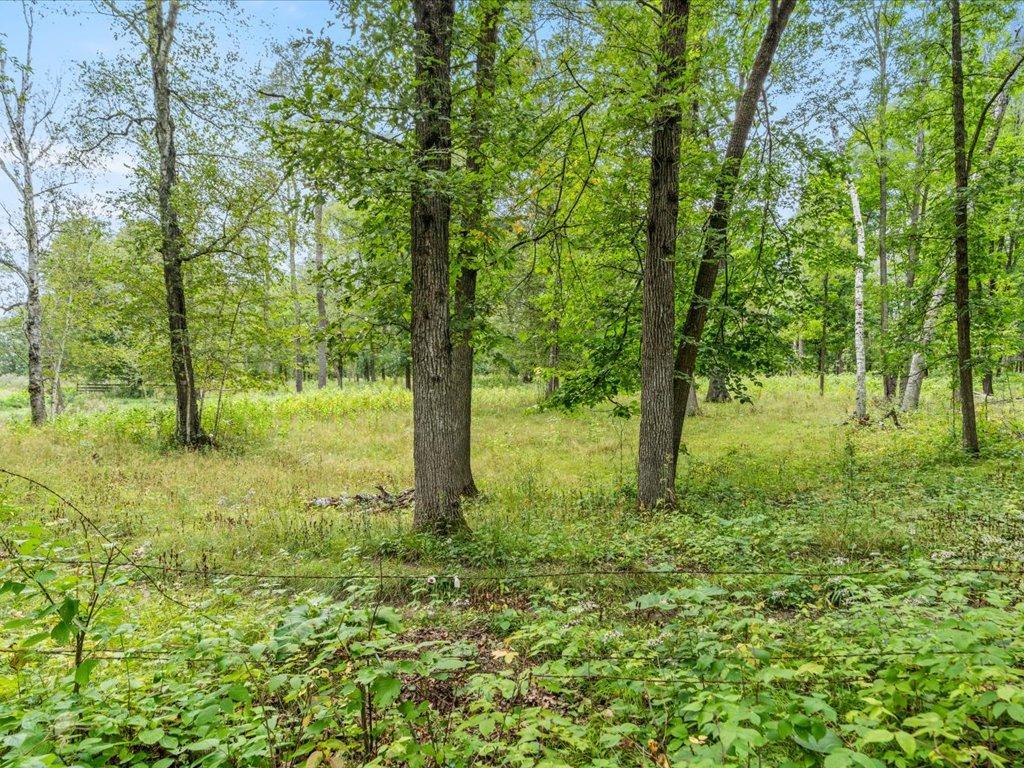 Wooded property with mature trees surrounding a grassy clearing and leafy ground cover.