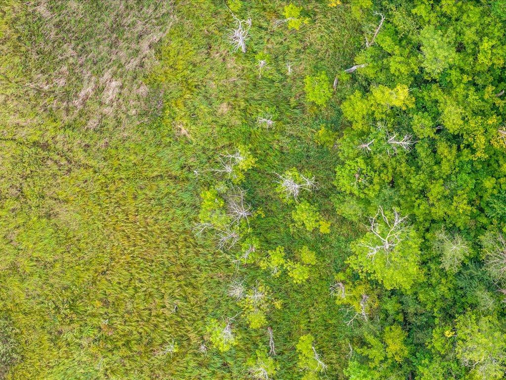Aerial view of grassy marshland meeting dense green woodland.